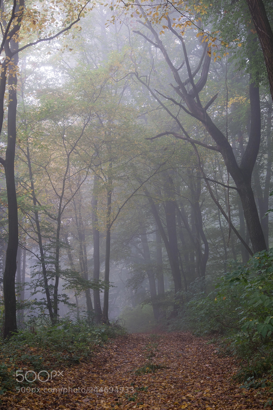 Canon EOS M3 sample photo. Mirkwood photography