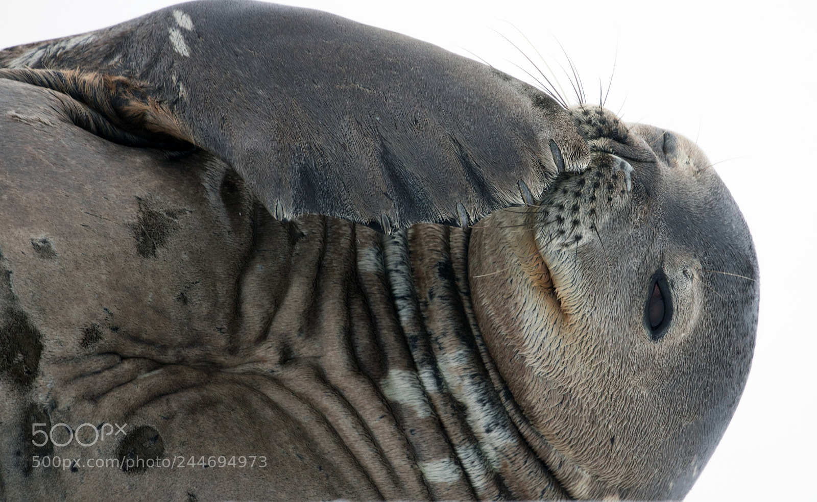 Canon EOS 5DS sample photo. Weddell seal photography