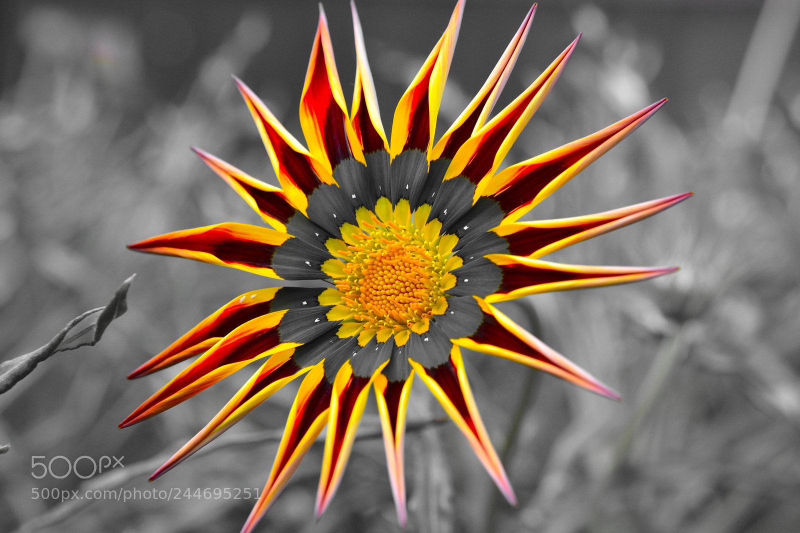 Nikon D3100 sample photo. Flower in colorit photography