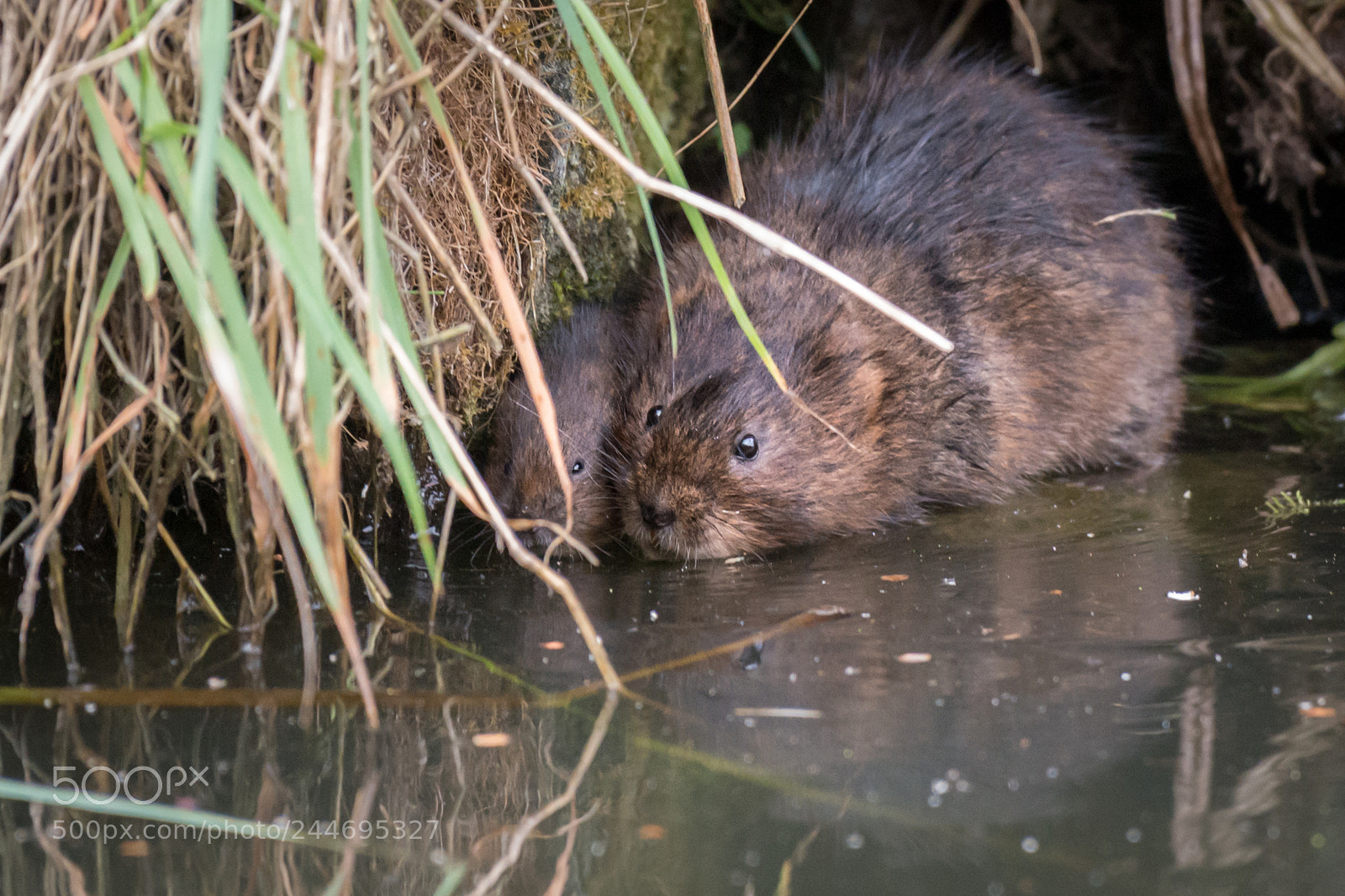 Nikon D800 sample photo. Uk wild watervole with photography