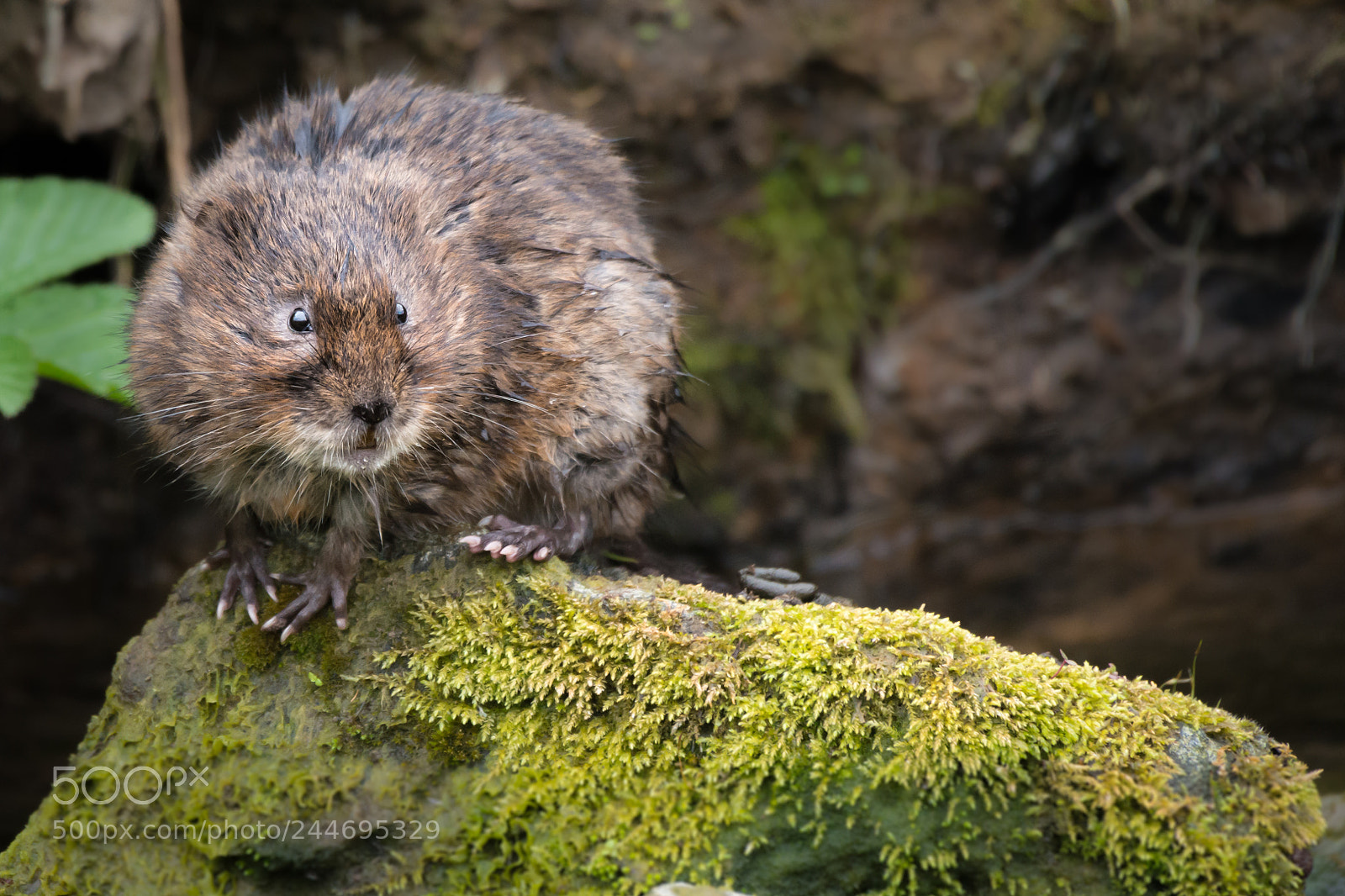 Nikon D800 sample photo. Uk wild watervole photography
