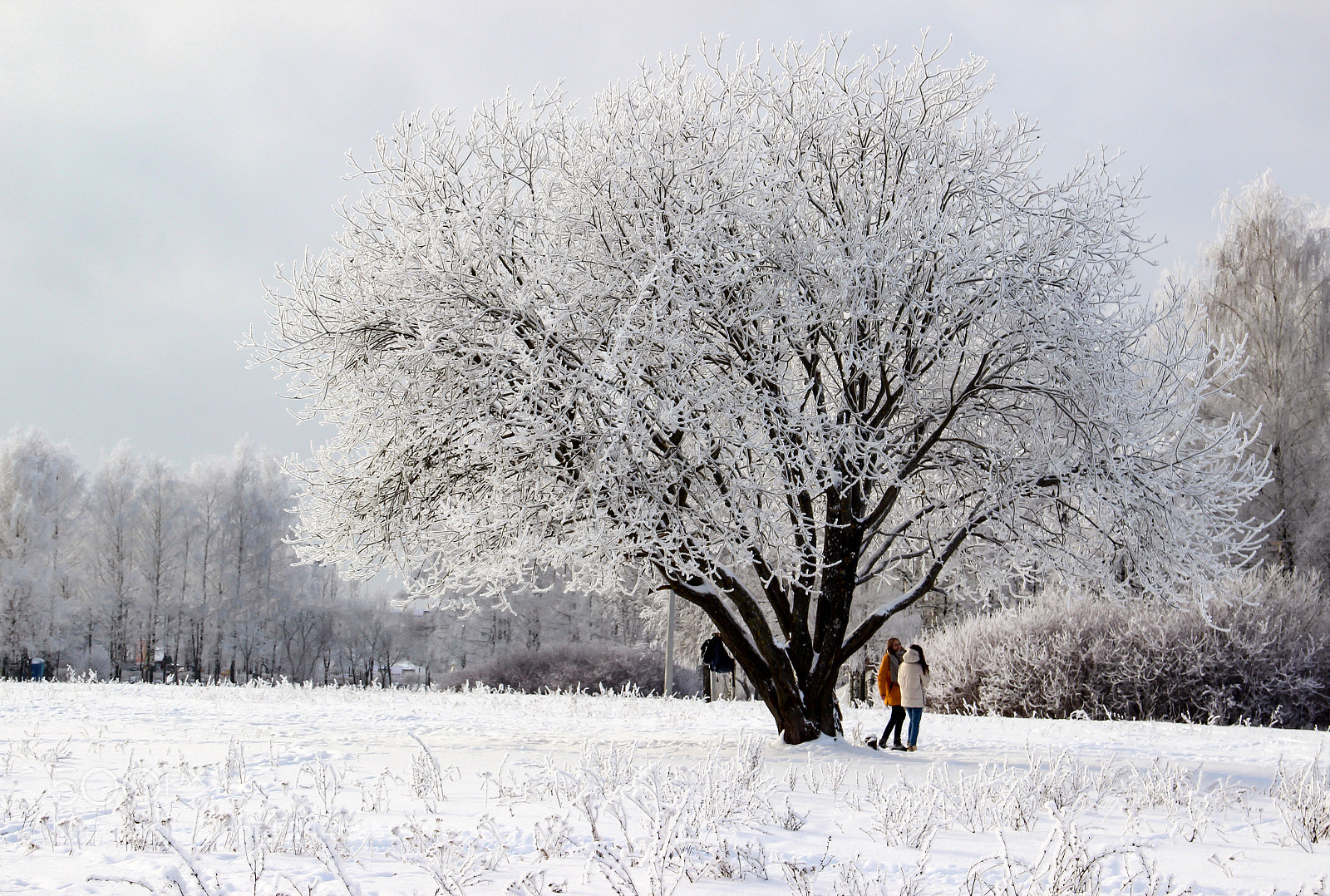 Canon EOS 600D (Rebel EOS T3i / EOS Kiss X5) sample photo. Winter chat photography