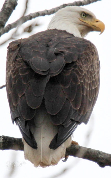Canon EOS 1300D (EOS Rebel T6 / EOS Kiss X80) sample photo. Go eagles! photography