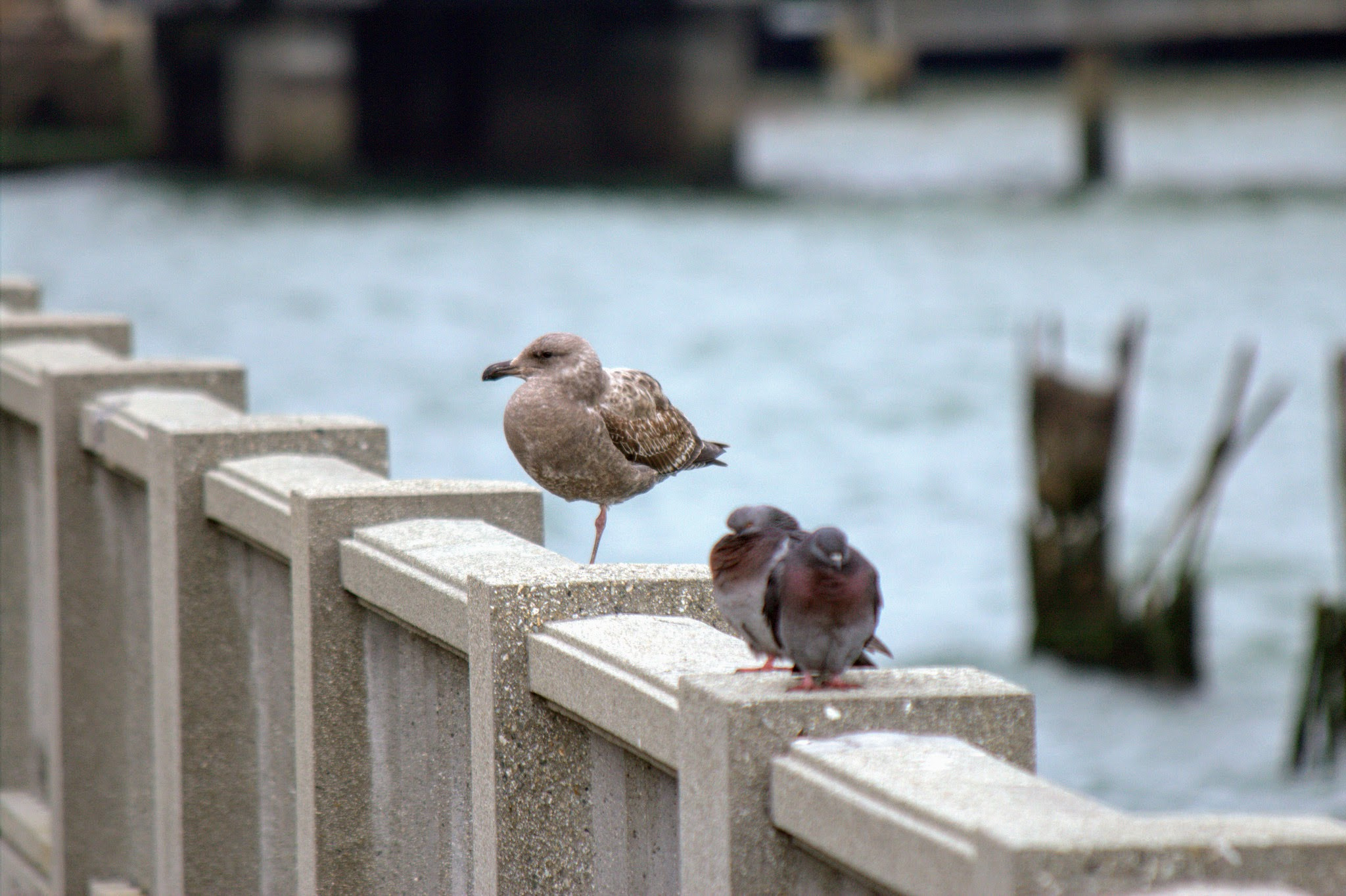 Canon EF 70-300mm F4-5.6 IS USM sample photo. Friends photography