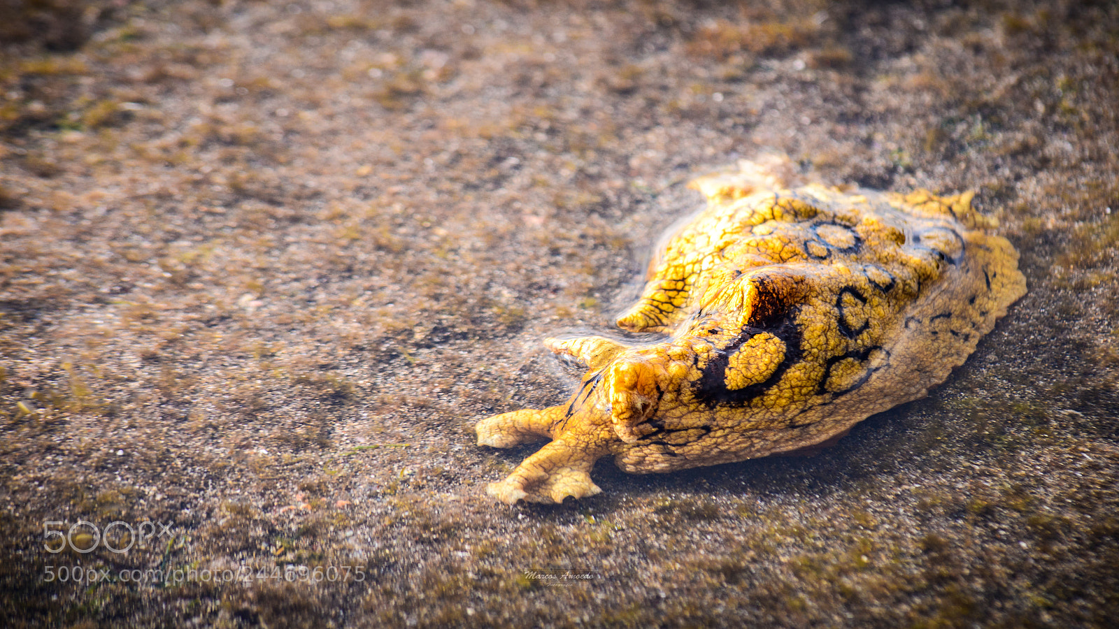 Nikon D7500 sample photo. Vaca de mar photography