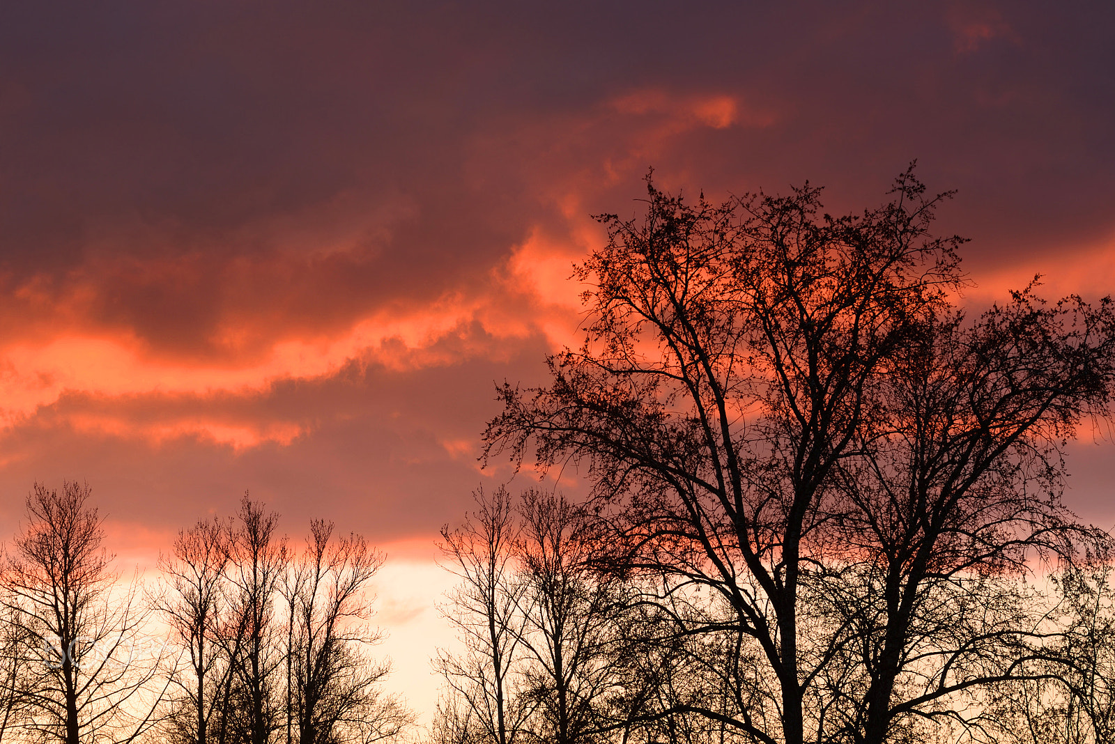 Nikon D610 sample photo. Silhouettes of trees on a sunset background. photography