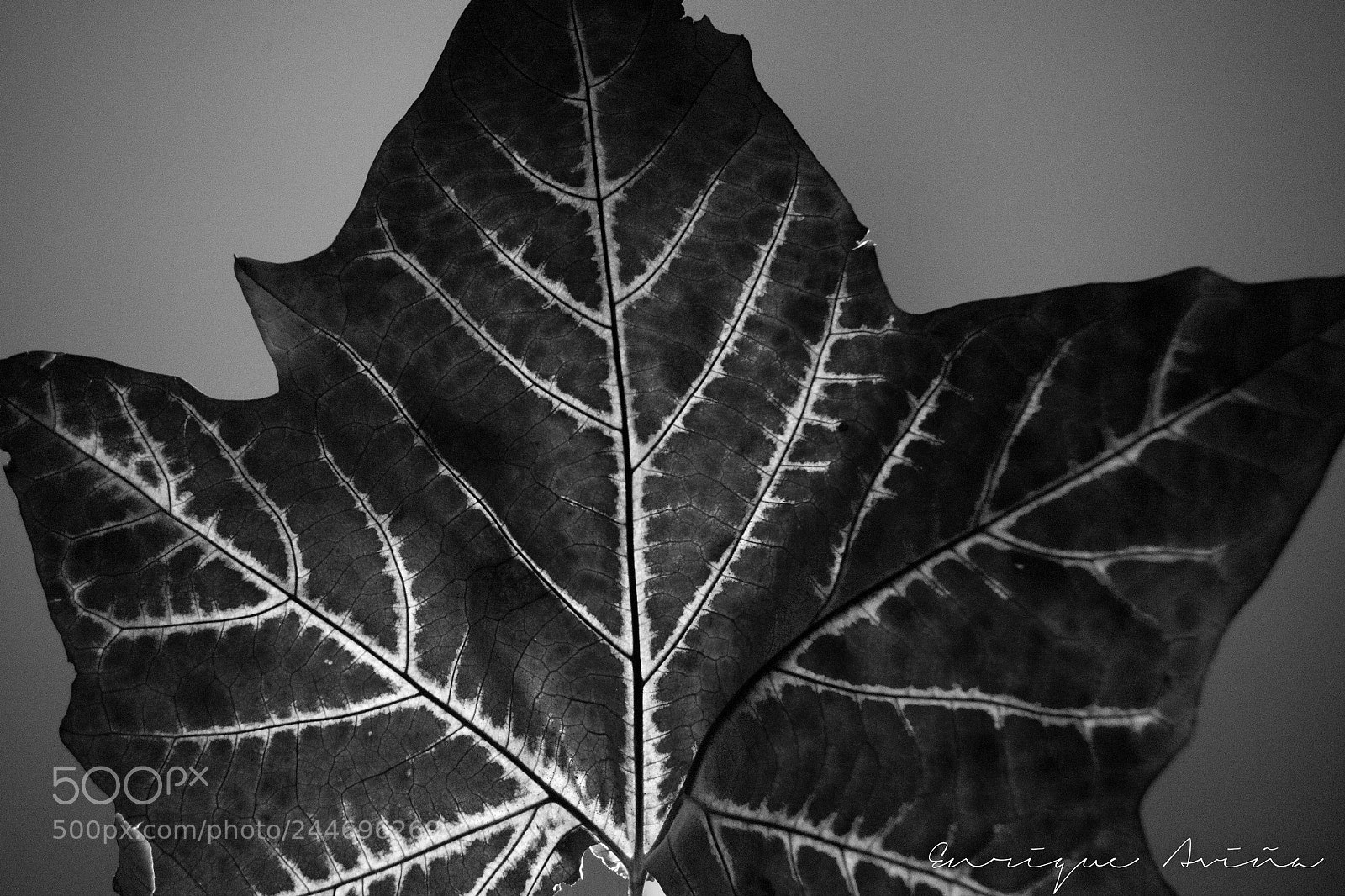 Nikon D3100 sample photo. X-ray photography