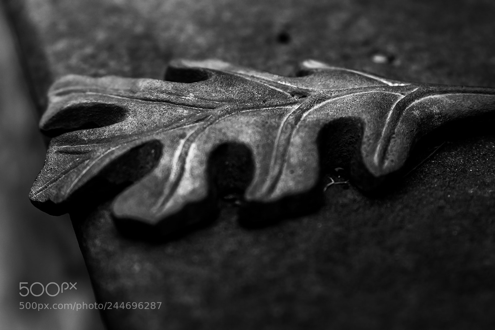 Nikon D5500 sample photo. Iron leaf photography