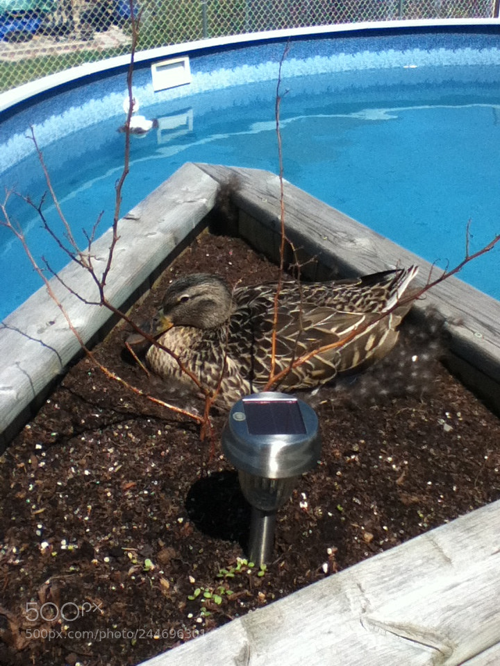 Apple iPod touch sample photo. Unusual visitor in my photography