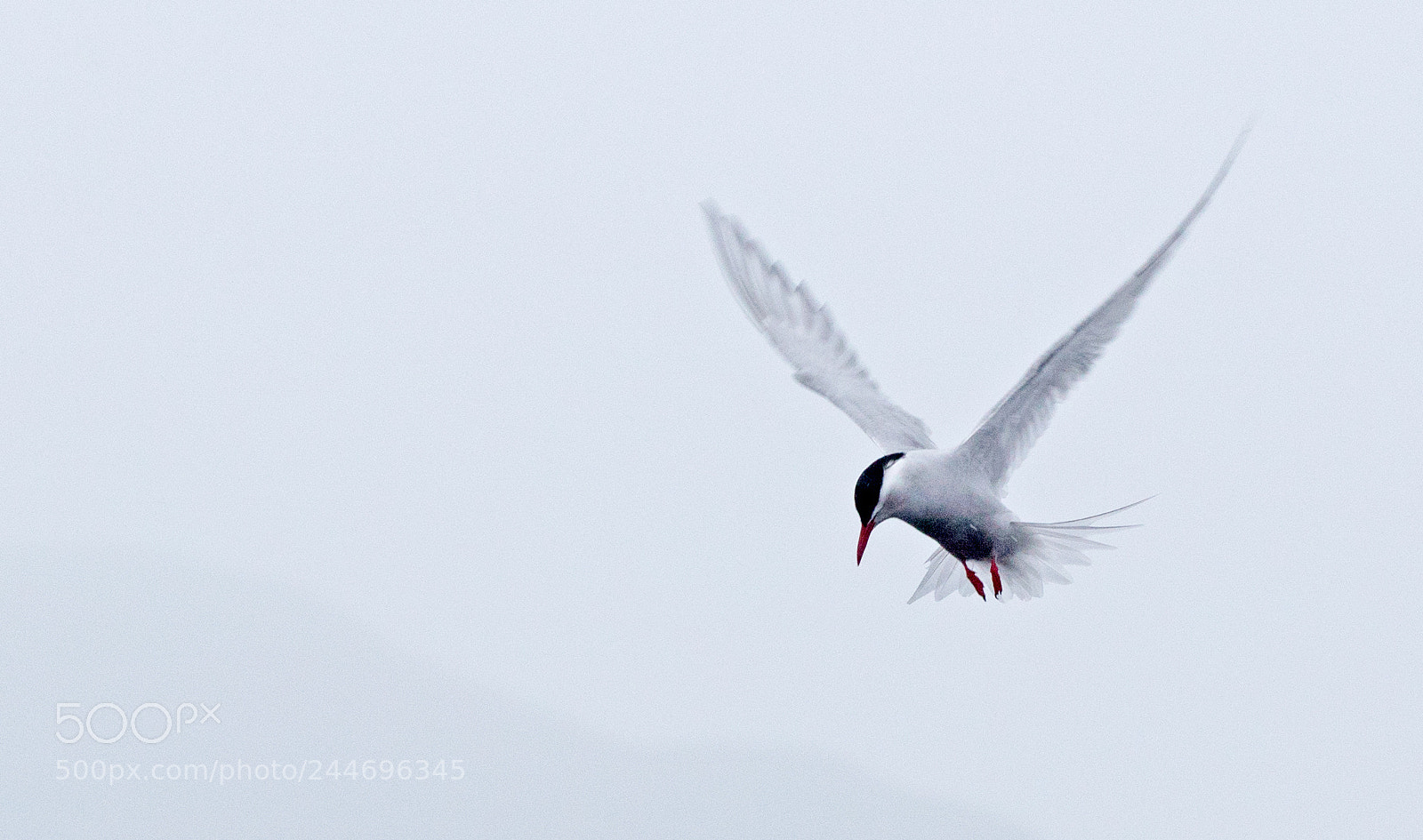 Canon EOS 5DS sample photo. Tern photography