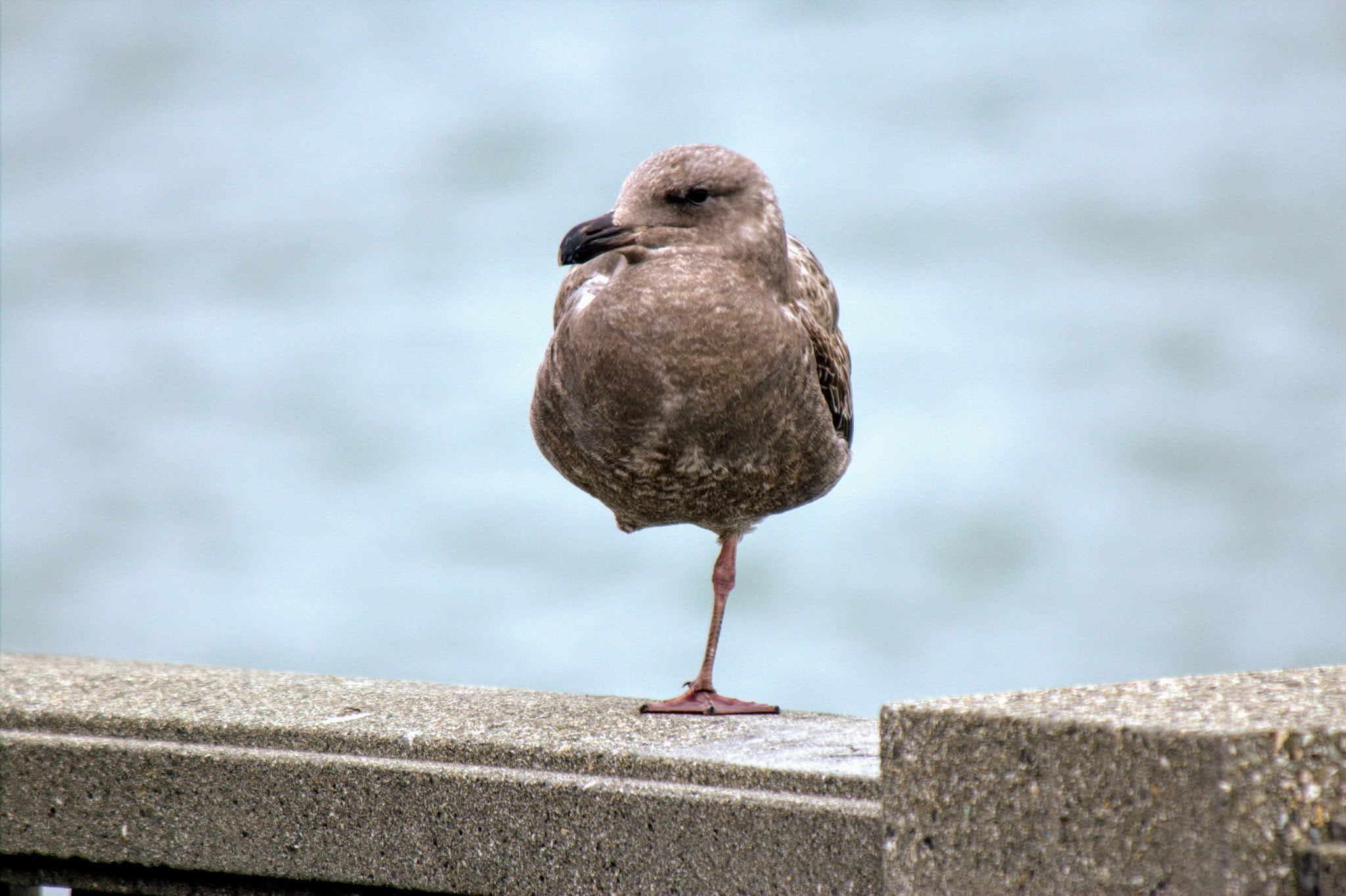 Canon EF 70-300mm F4-5.6 IS USM sample photo. Something’s wrong ? photography