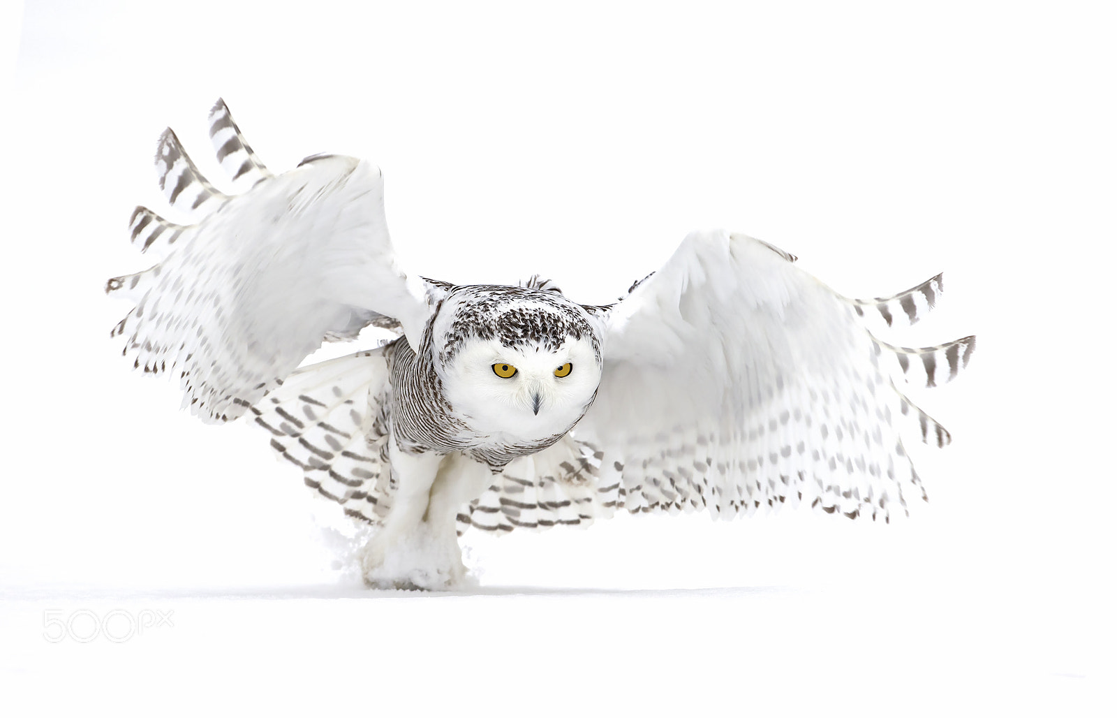Canon EOS 7D Mark II sample photo. Snowy owl - jazz photography