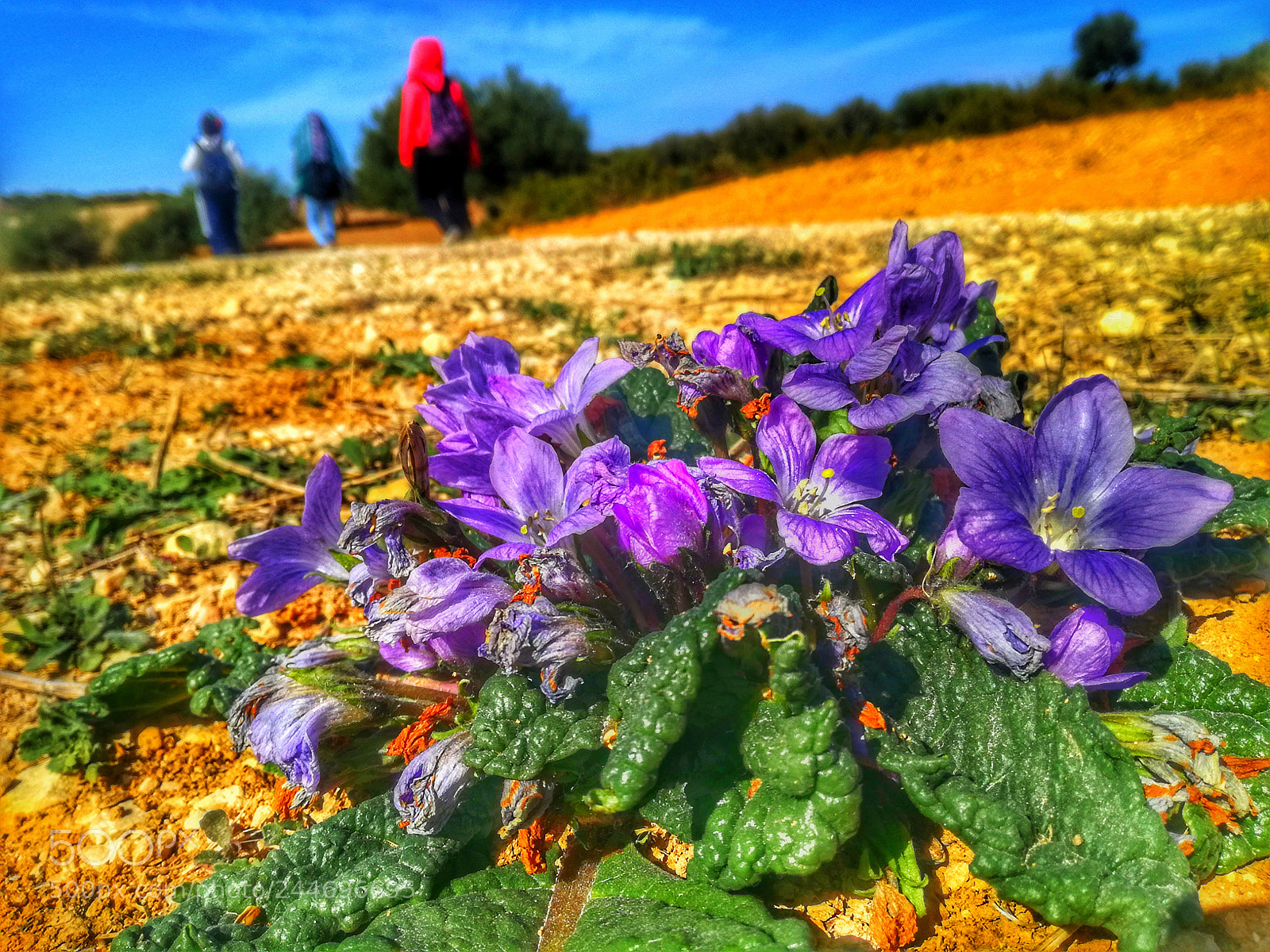 HUAWEI P9 LITE sample photo. Untitled photography