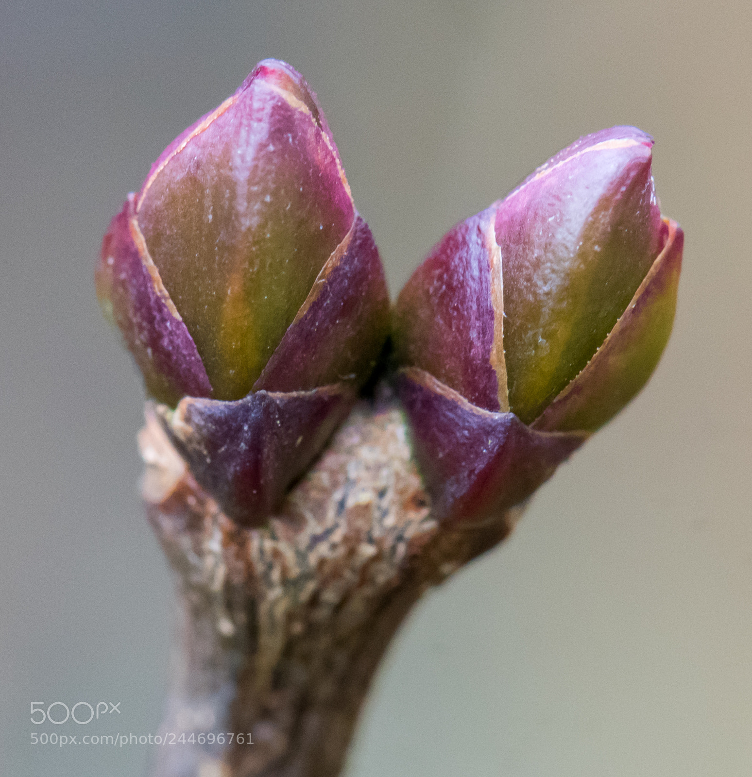 Nikon D810 sample photo. Flowerbud photography