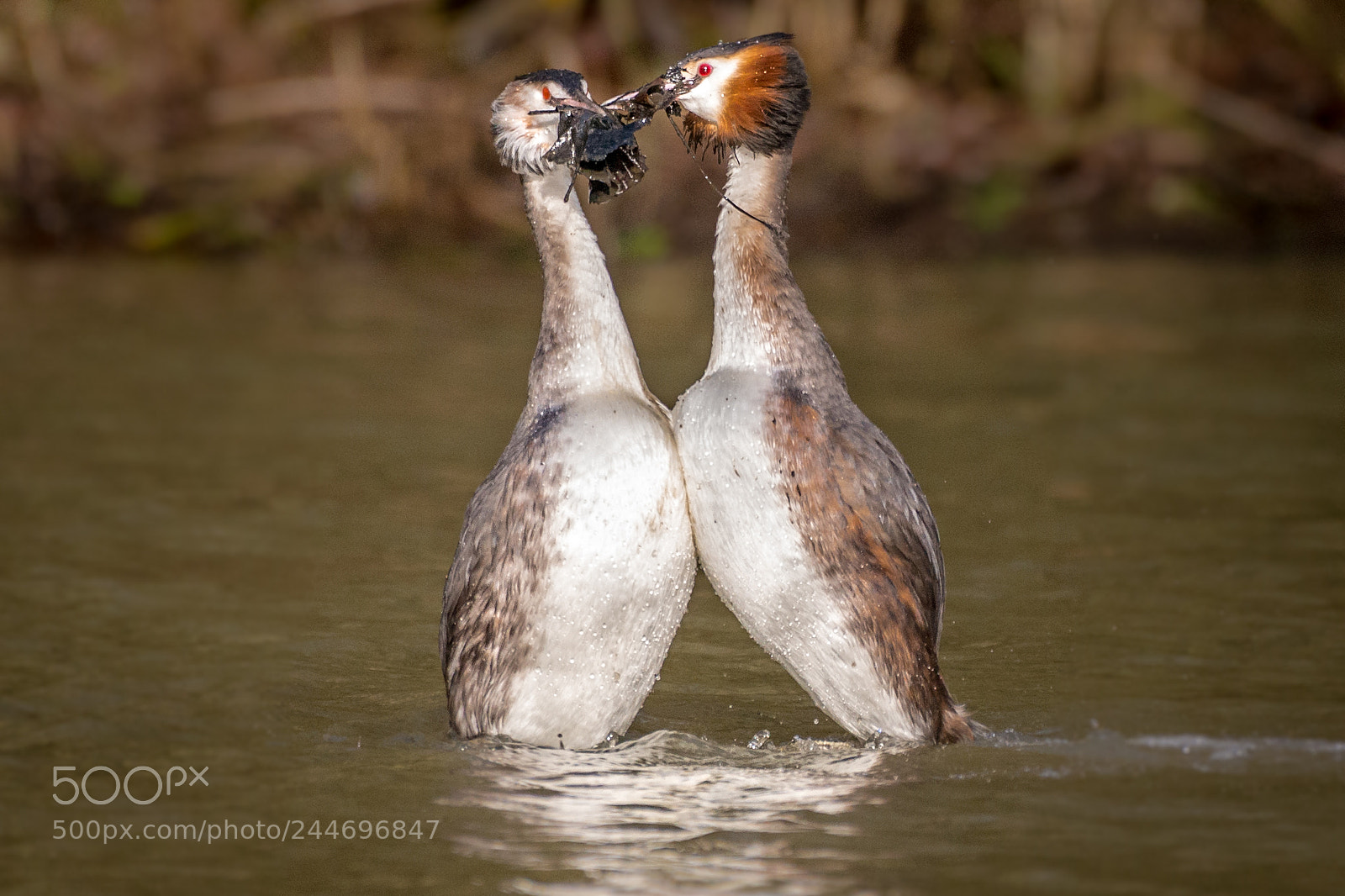Nikon D800 sample photo. Dancing great crested grebes photography
