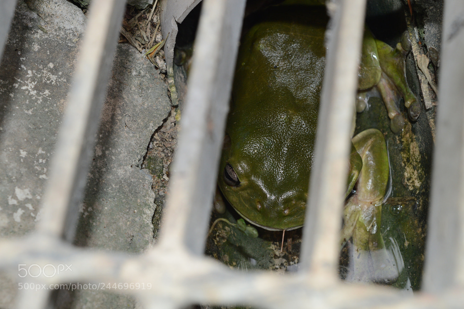 Nikon D3200 sample photo. Frog 1 photography