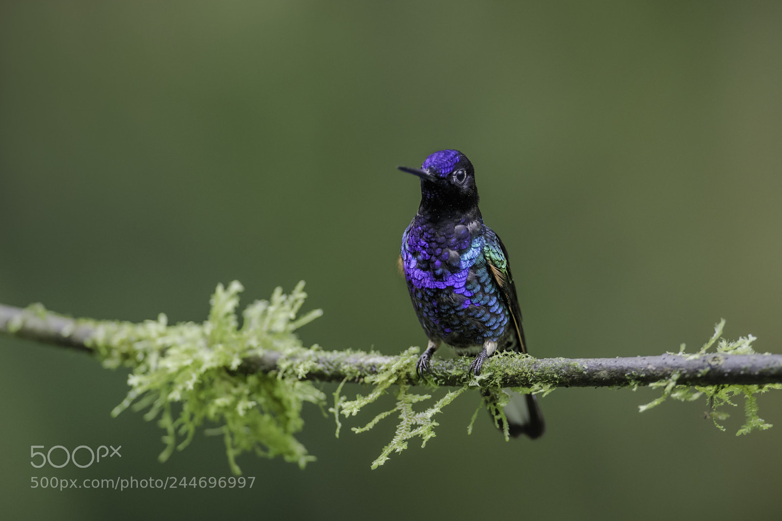 Nikon D850 sample photo. Velvet purple coronet photography