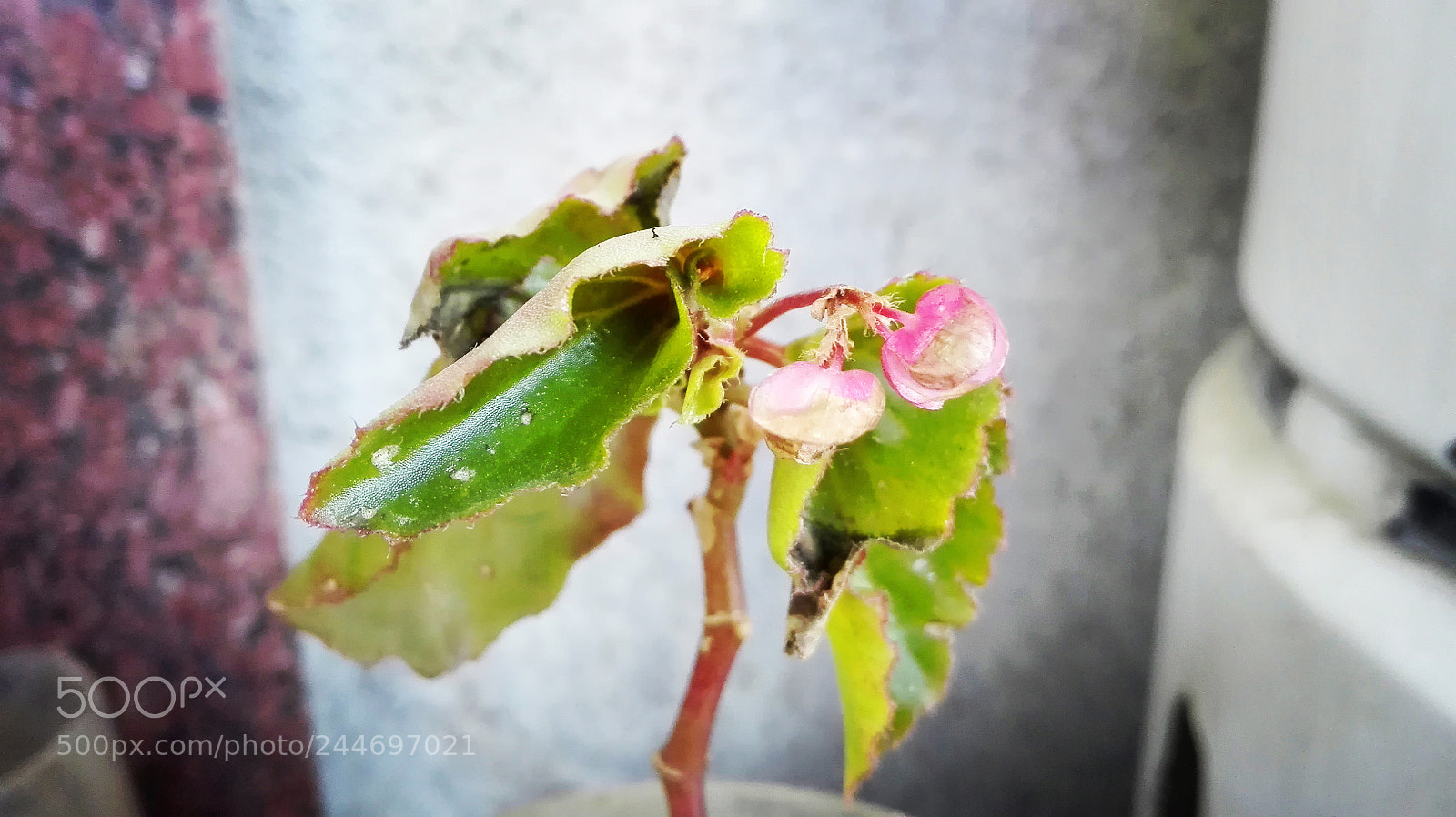 HUAWEI Y6II sample photo. A rose grows in photography