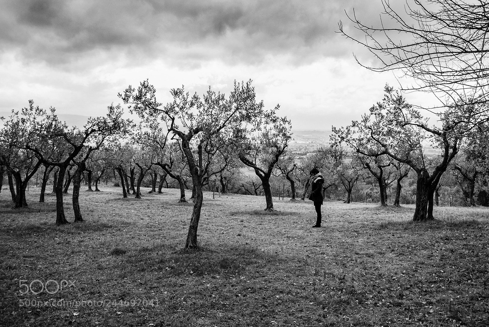 Nikon D3000 sample photo. Alberi photography