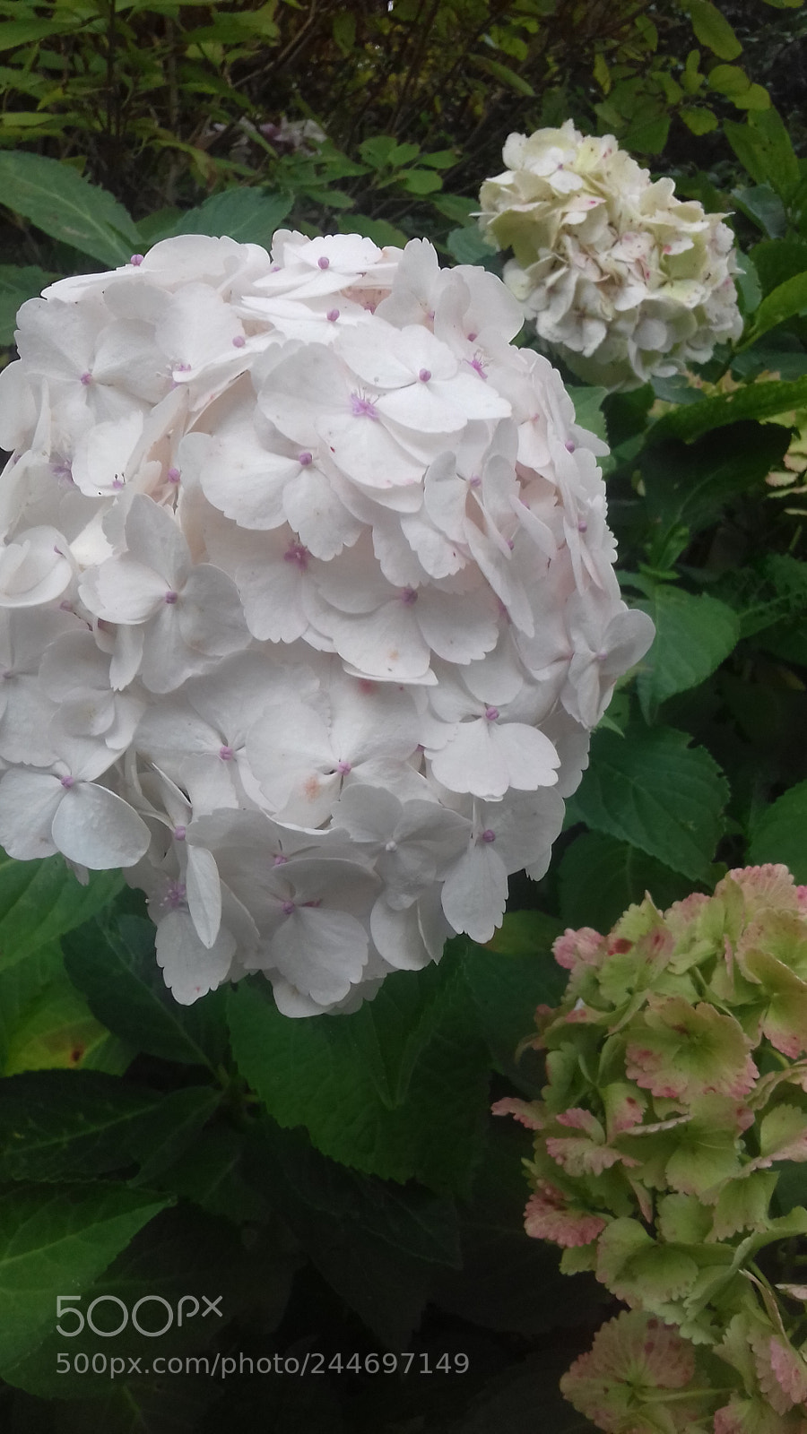 Samsung Galaxy J3(2016) sample photo. Floral beauty photography