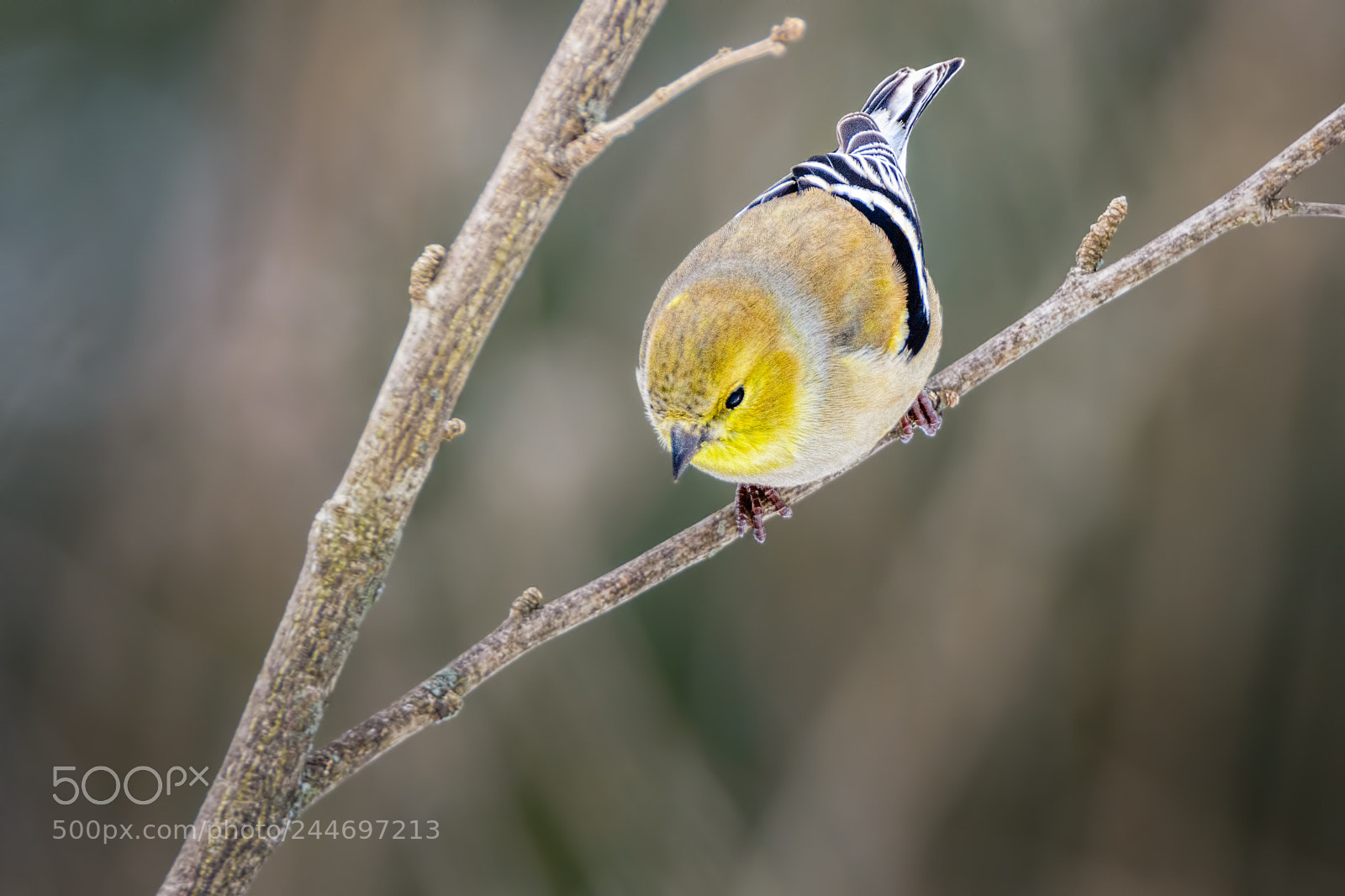 Nikon D7100 sample photo. American goldfinch photography