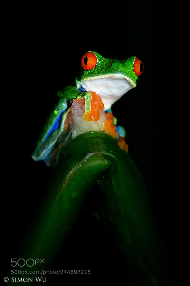 Nikon D800 sample photo. Big red photography