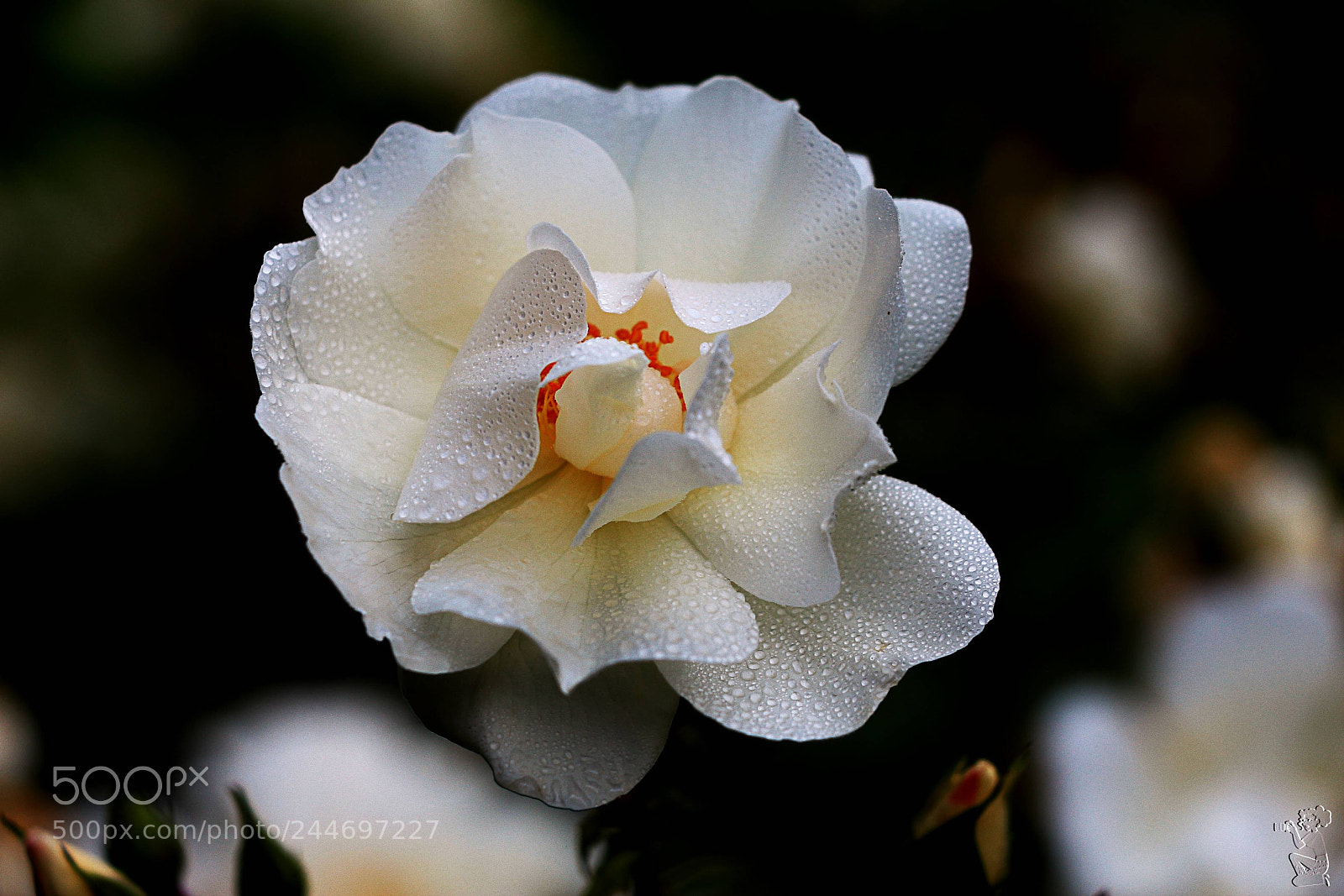 Canon EOS 650D (EOS Rebel T4i / EOS Kiss X6i) sample photo. Im nassen blumenkleid...... photography