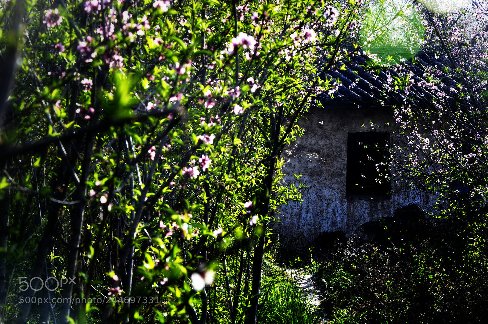 Nikon D90 sample photo. 宋 photography
