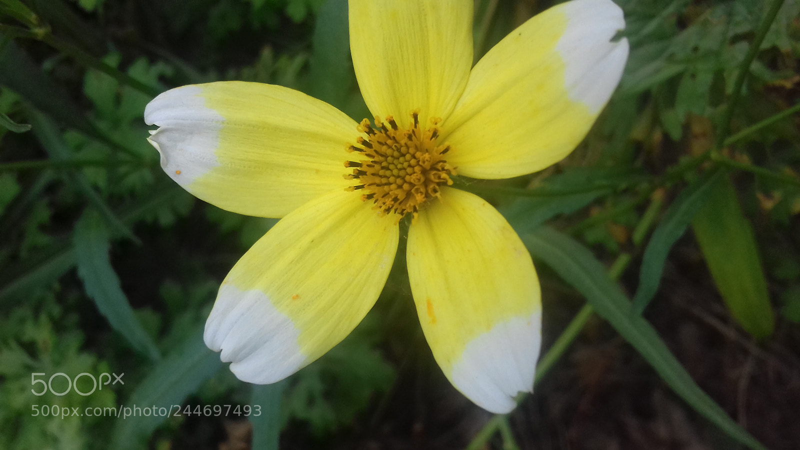 Samsung Galaxy J3(2016) sample photo. Sunshine in a flower photography