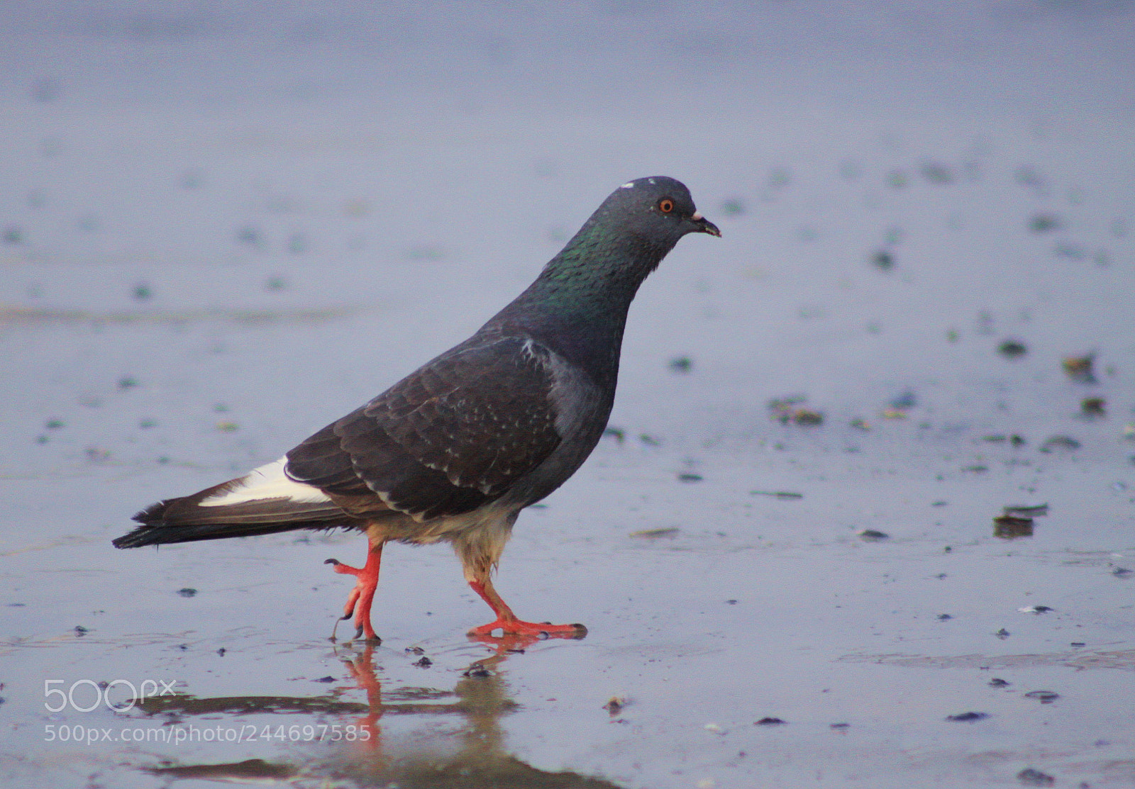Canon EOS 50D sample photo. Ave local photography