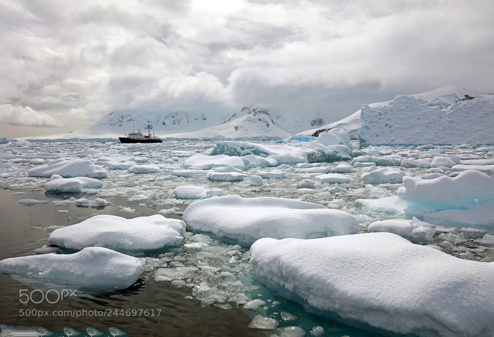 Canon EOS 5DS sample photo. Polar pioneer amonst pack photography