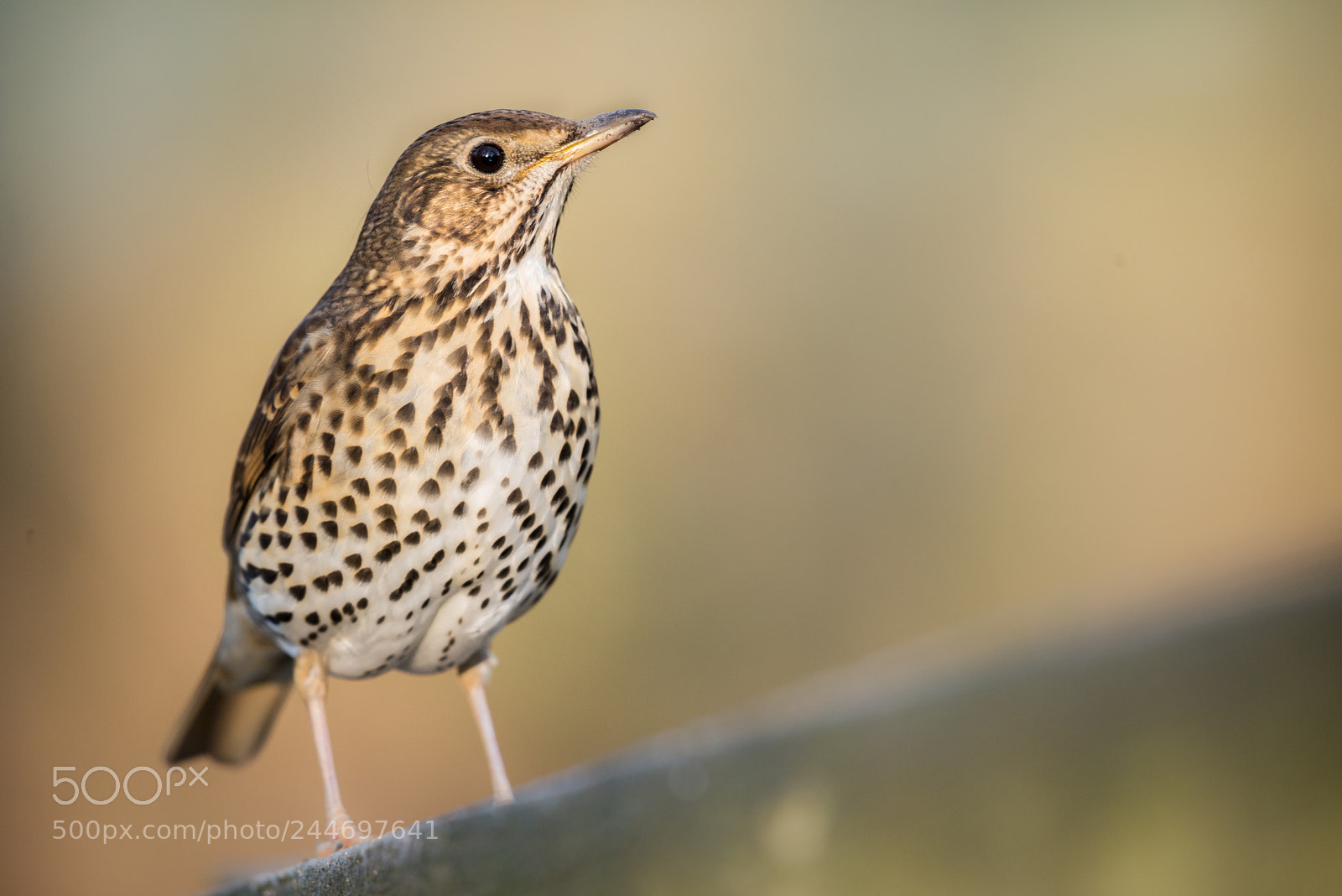 Nikon D800 sample photo. Song thrush photography