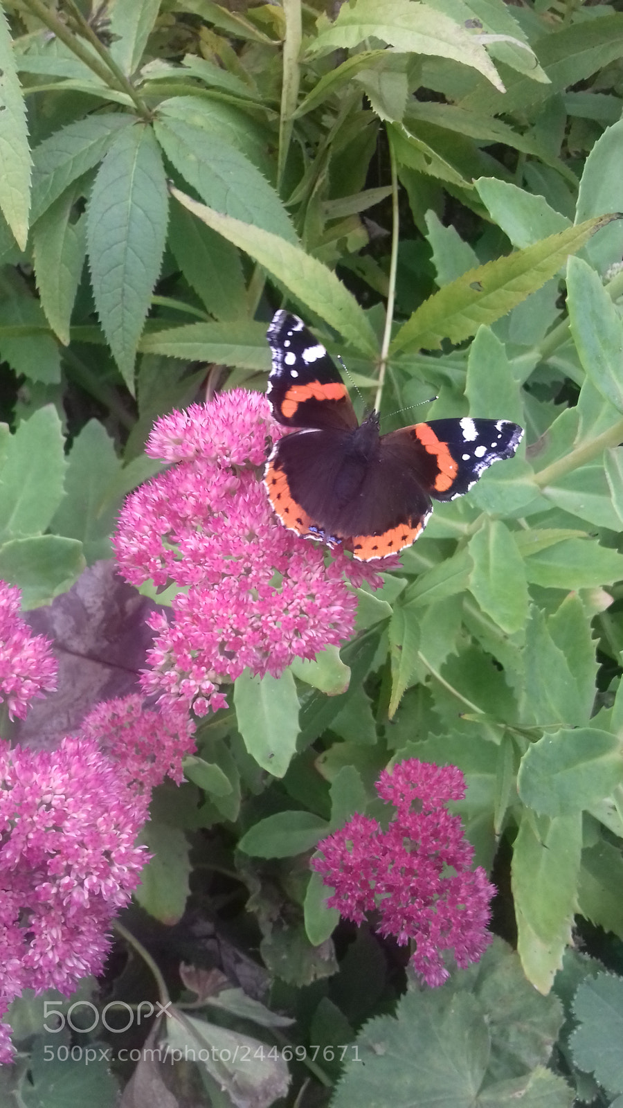 Samsung Galaxy J3(2016) sample photo. Butterfly on flower photography