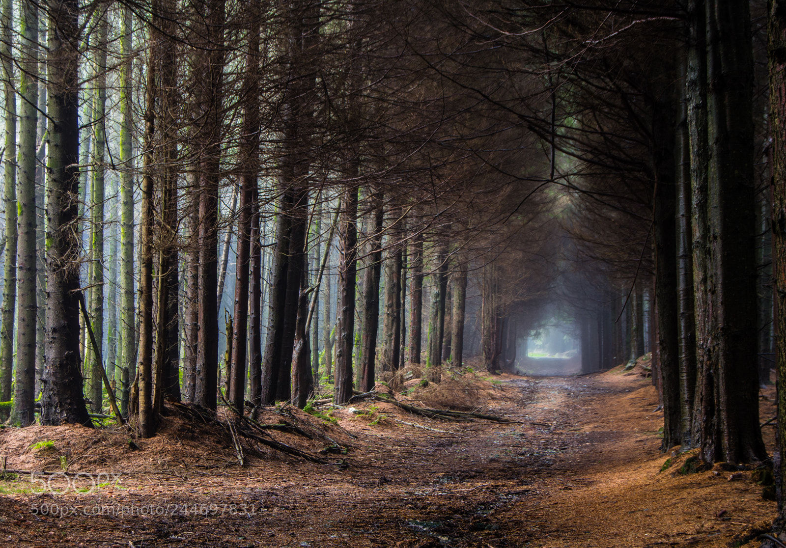 Nikon D3200 sample photo. Cringle forest photography