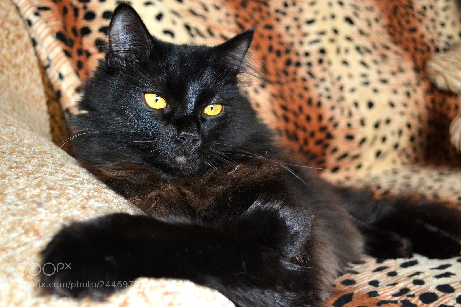 Nikon D3100 sample photo. Котэ photography