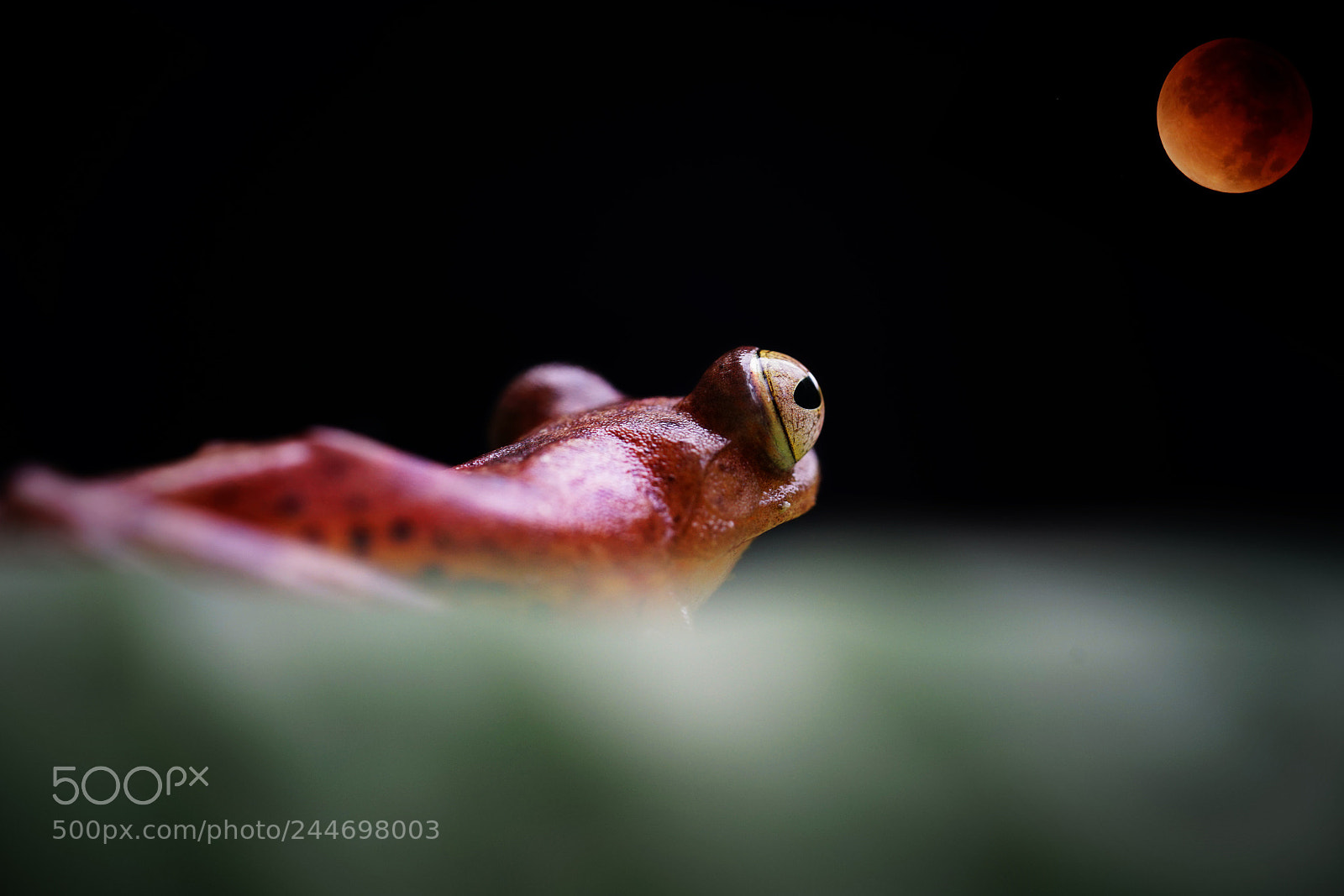 Sony a7 sample photo. Frog staring at blood photography