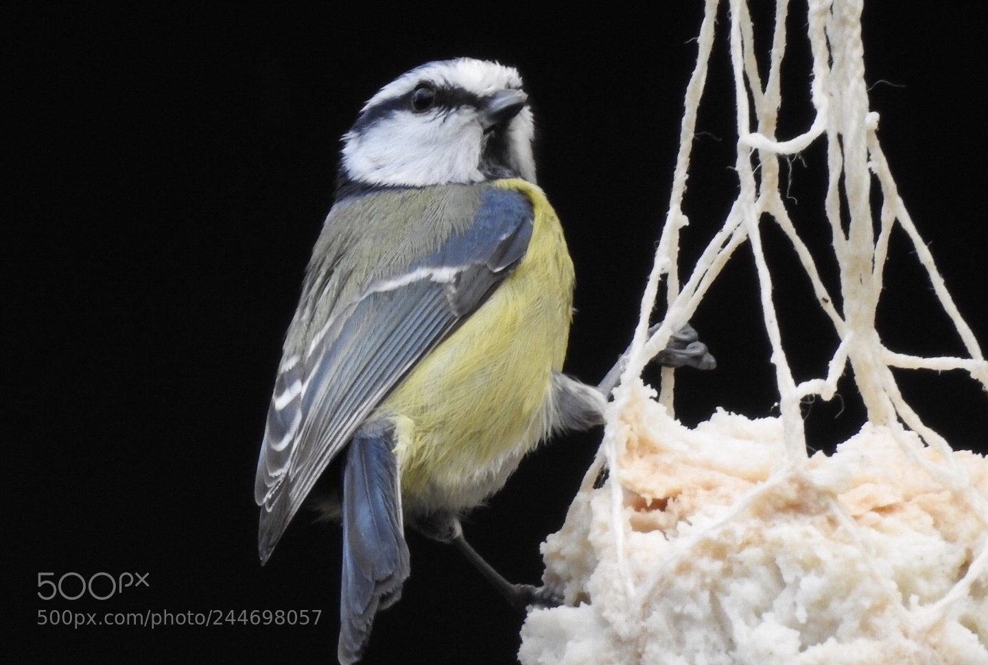 Nikon Coolpix P900 sample photo. Blue tit....? photography