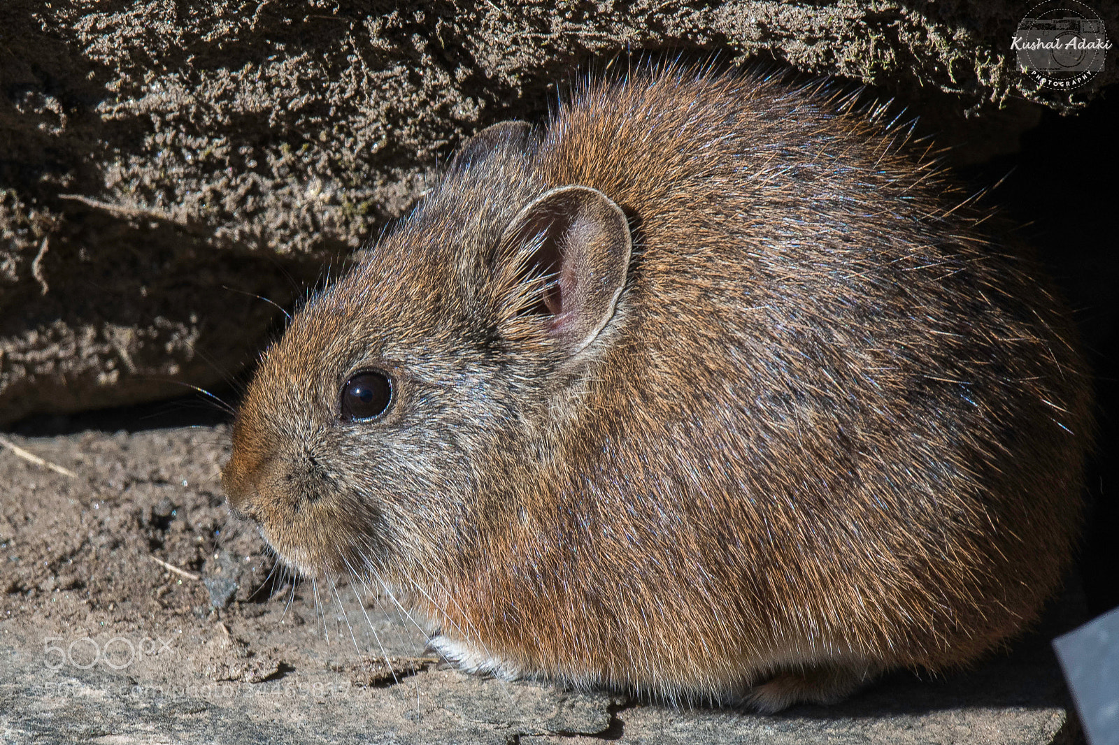 Nikon D500 sample photo. Large eared pika photography