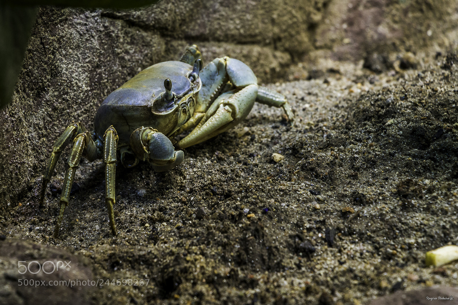 Canon EOS 7D Mark II sample photo. Crab photography