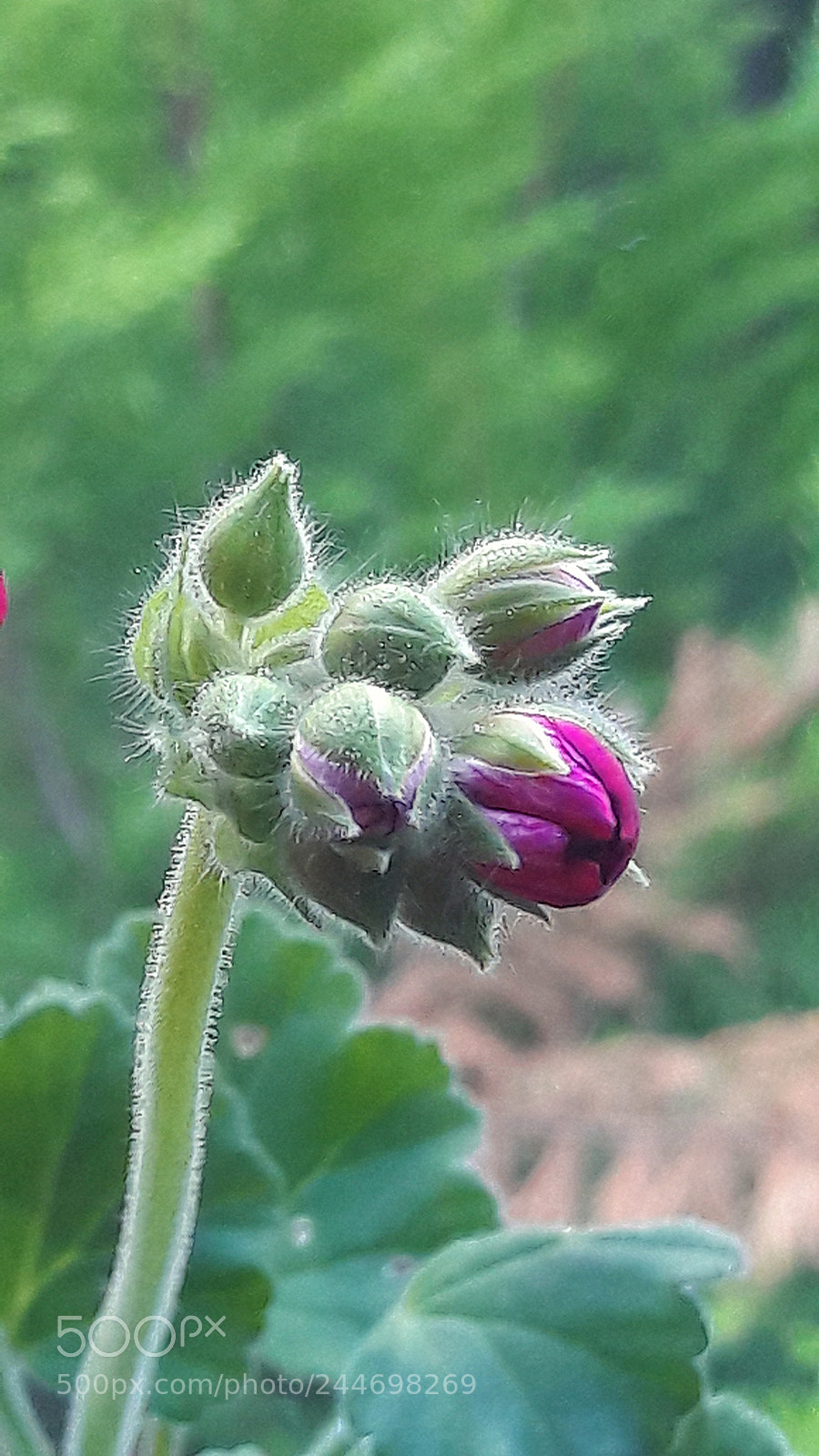 Samsung Galaxy A5(2016) sample photo. Flower photography