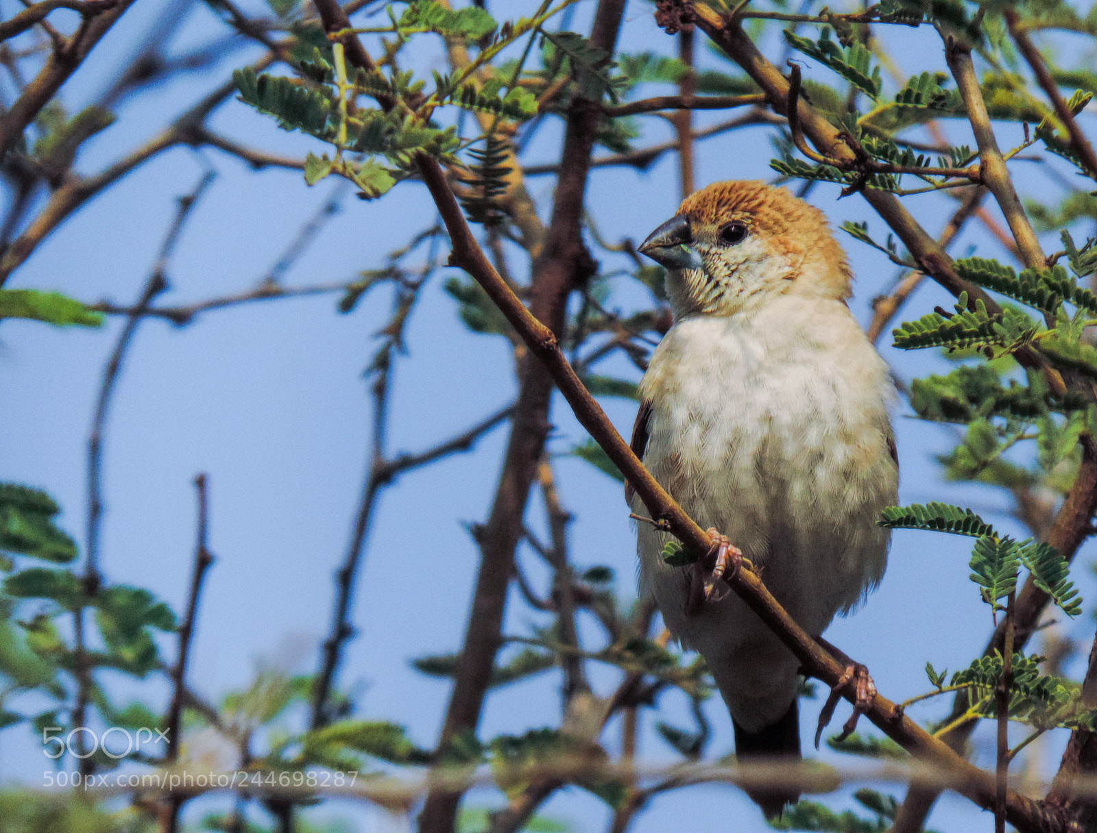Nikon Coolpix P520 sample photo. Indian silver bill photography