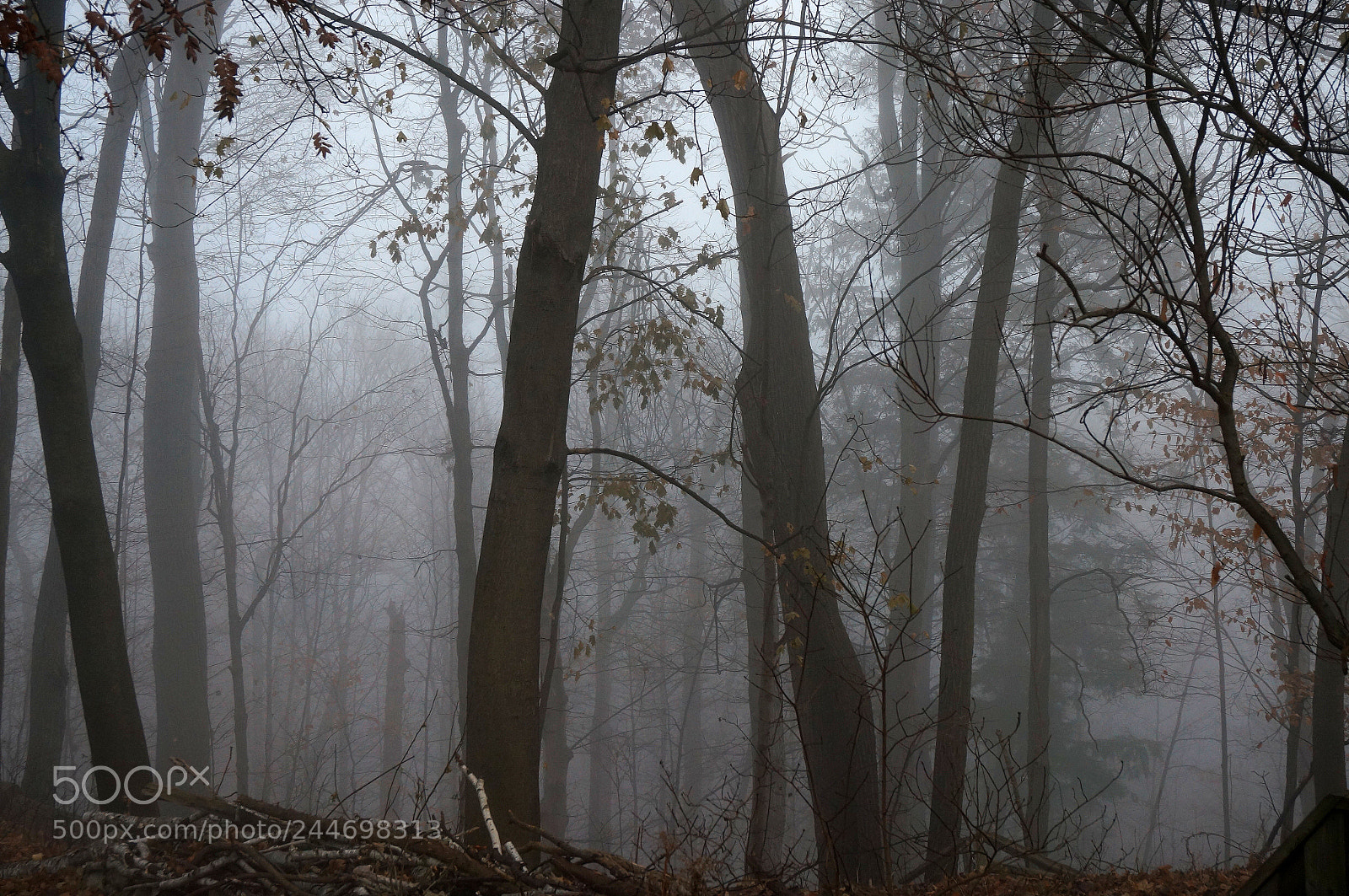 Sony Alpha NEX-6 sample photo. Fog 2 photography