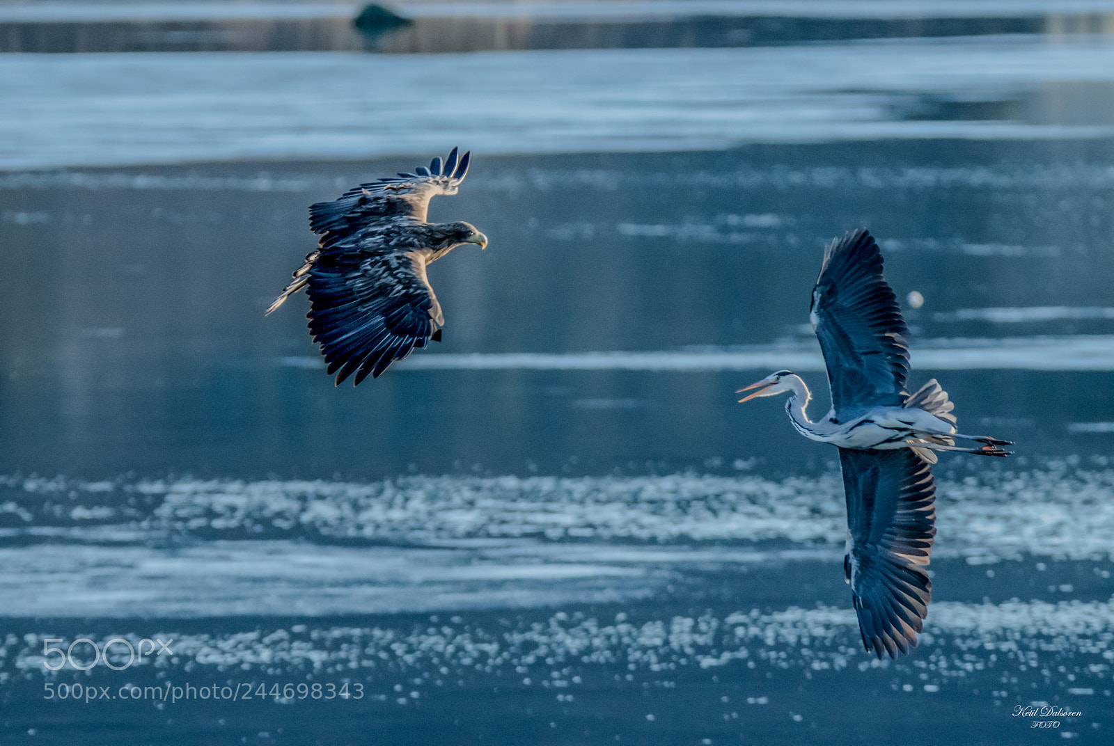 Nikon D500 sample photo. Eagle vs heron photography