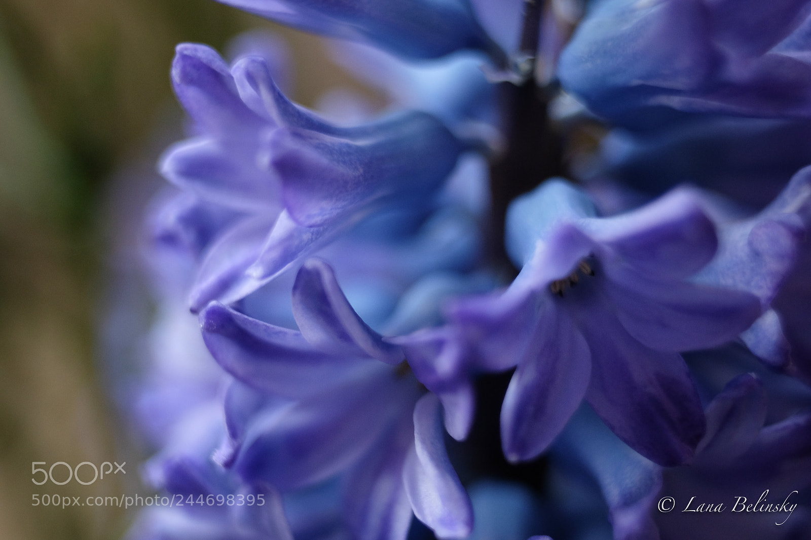 Fujifilm X-E2S sample photo. Purple scent photography