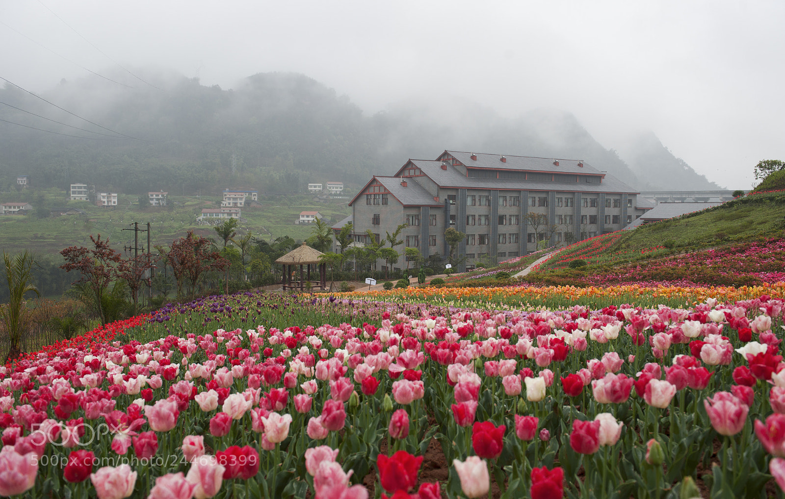 Nikon D700 sample photo. 《陌上花开》+摄于川南休闲谷+ photography
