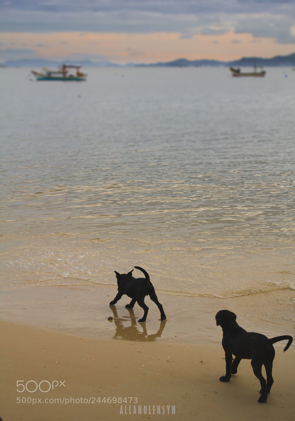 Canon EOS 1200D (EOS Rebel T5 / EOS Kiss X70 / EOS Hi) sample photo. Dogs on the beach photography