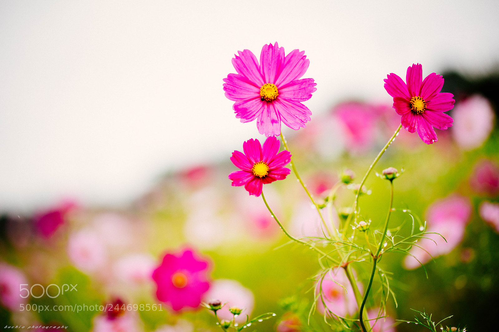 Canon EOS 5DS R sample photo. Cosmos of rainy day photography