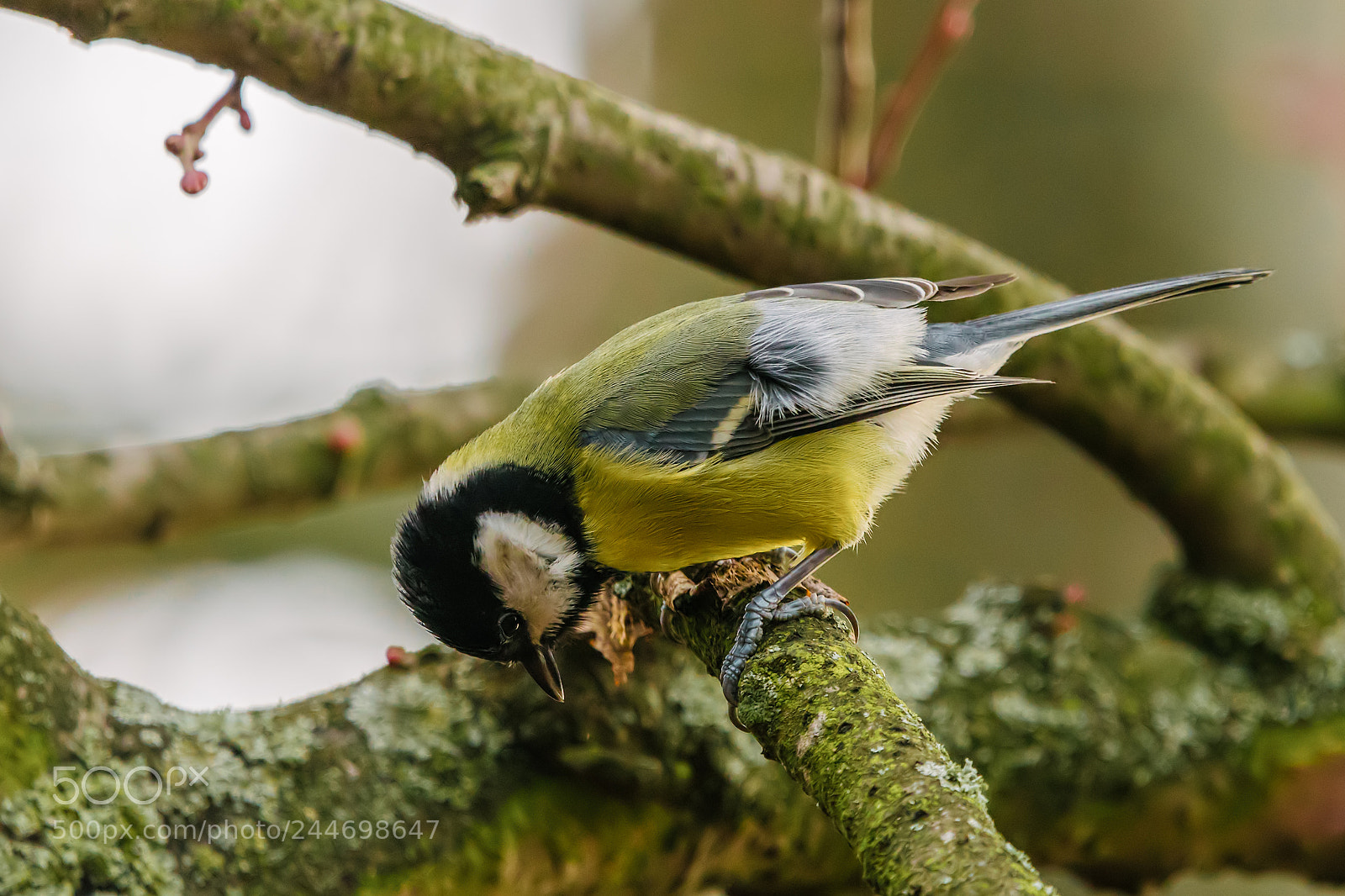 Nikon D500 sample photo. Yellow bird great tit photography