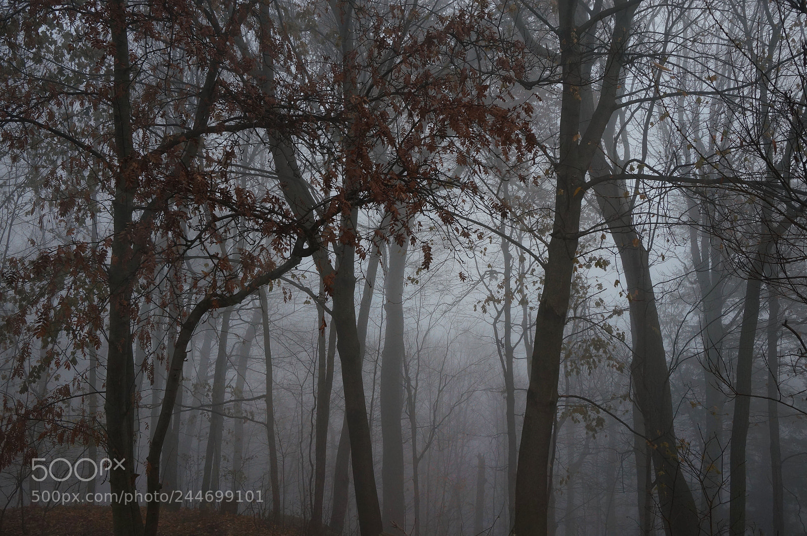 Sony Alpha NEX-6 sample photo. Fog 3 photography