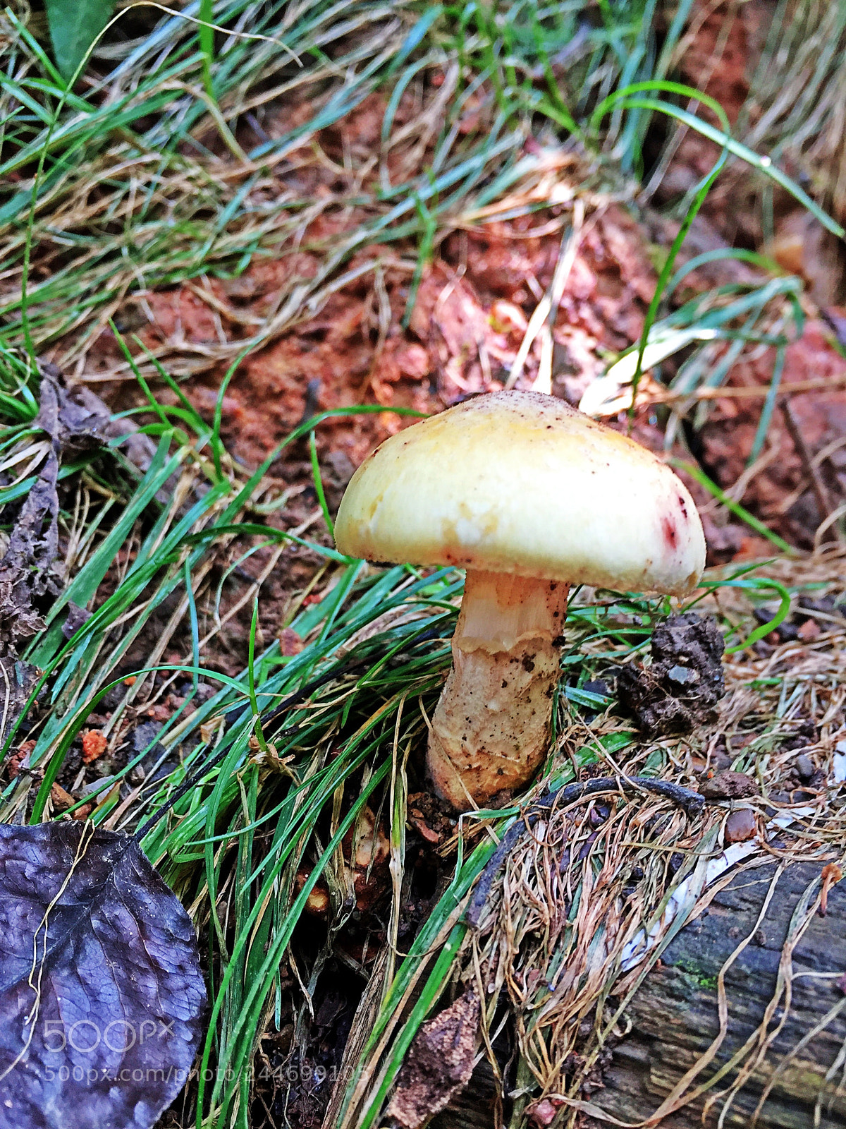 Apple iPhone 6 sample photo. #turkey#mushroom#kocaeli photography